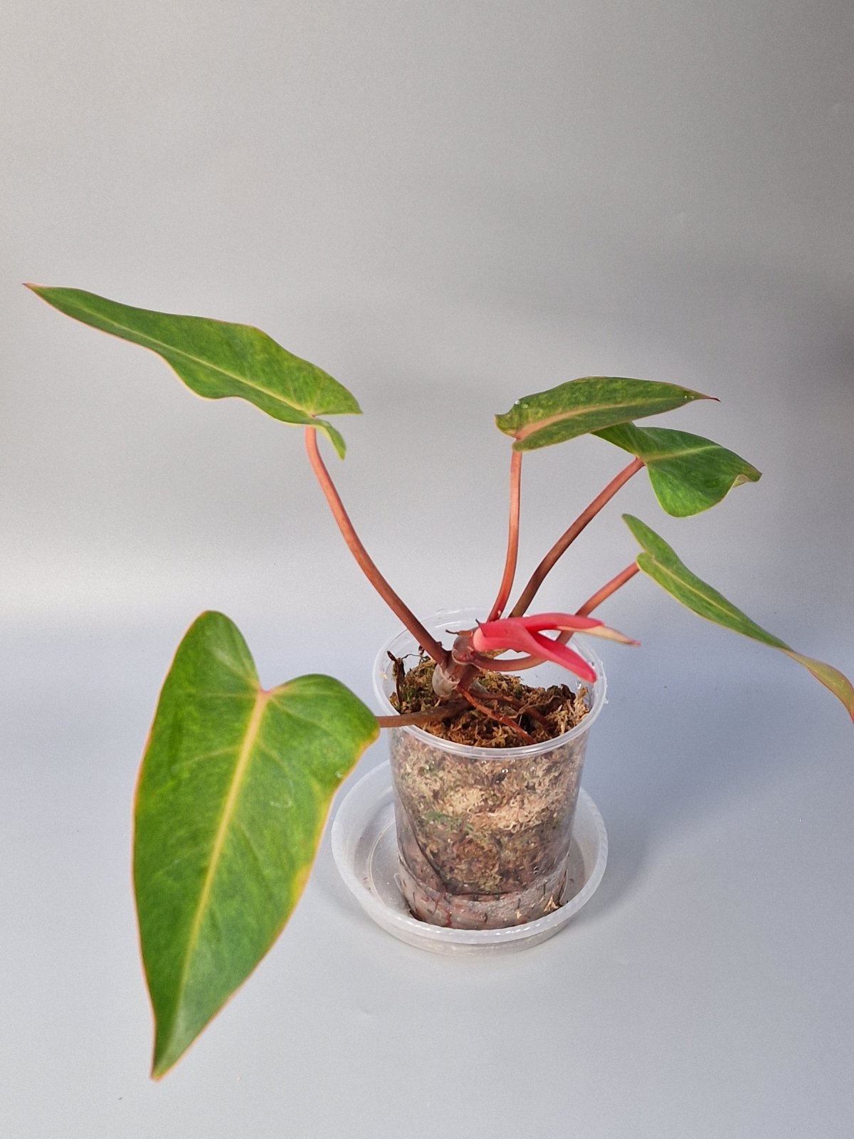 Rare Houseplants - Philodendron Painted Lady - Odd Leaf