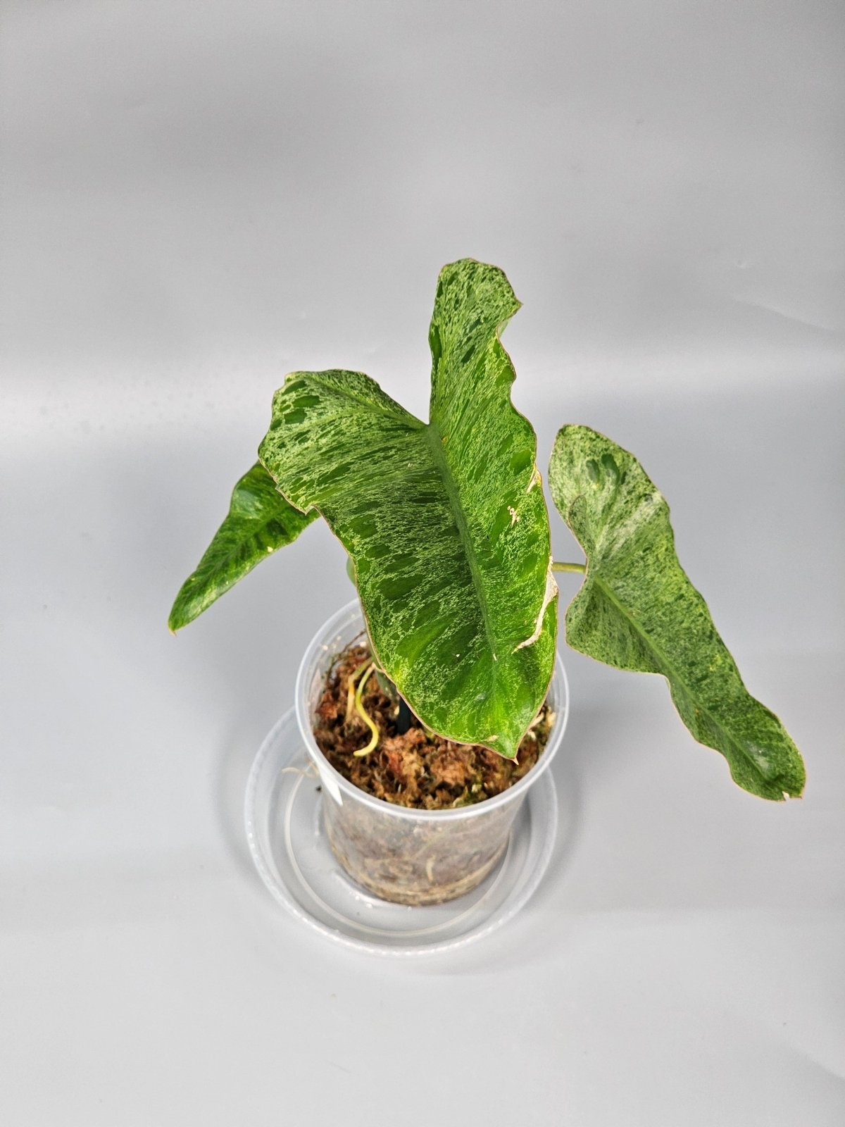 Rare Houseplants - Philodendron Paraiso Verde - C | Rare Houseplants - Odd Leaf