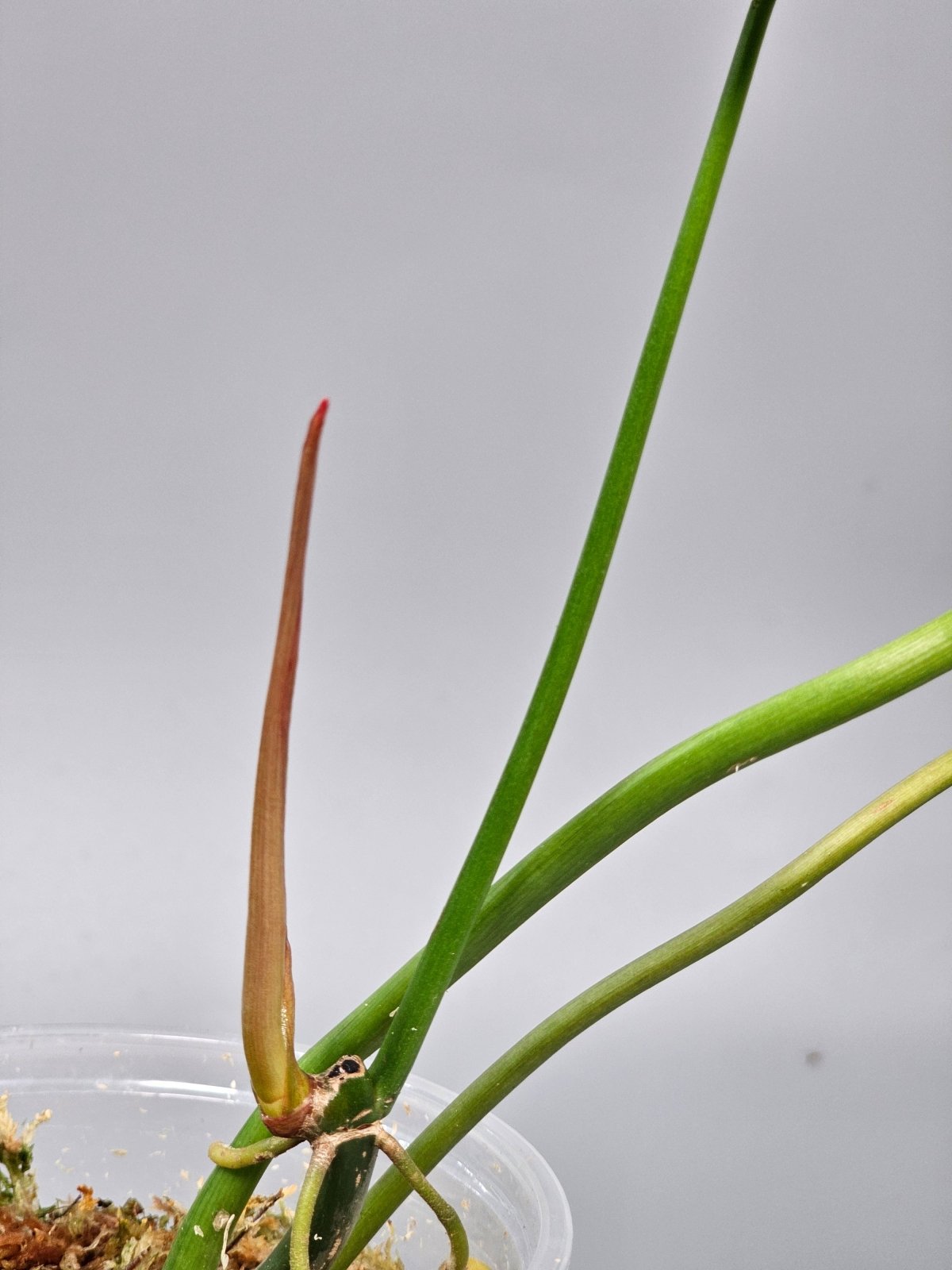 Rare Houseplants - Philodendron Paraiso Verde - C | Rare Houseplants - Odd Leaf