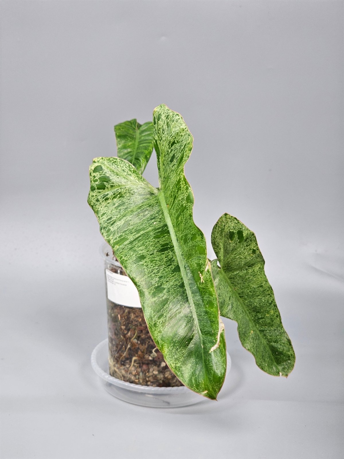 Rare Houseplants - Philodendron Paraiso Verde - C | Rare Houseplants - Odd Leaf