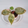 Rare Houseplants - Philodendron 'pink Princess' 6cm - B | Rare Houseplants - Odd Leaf