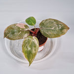 Rare Houseplants - Philodendron 'pink Princess' 6cm - B | Rare Houseplants - Odd Leaf