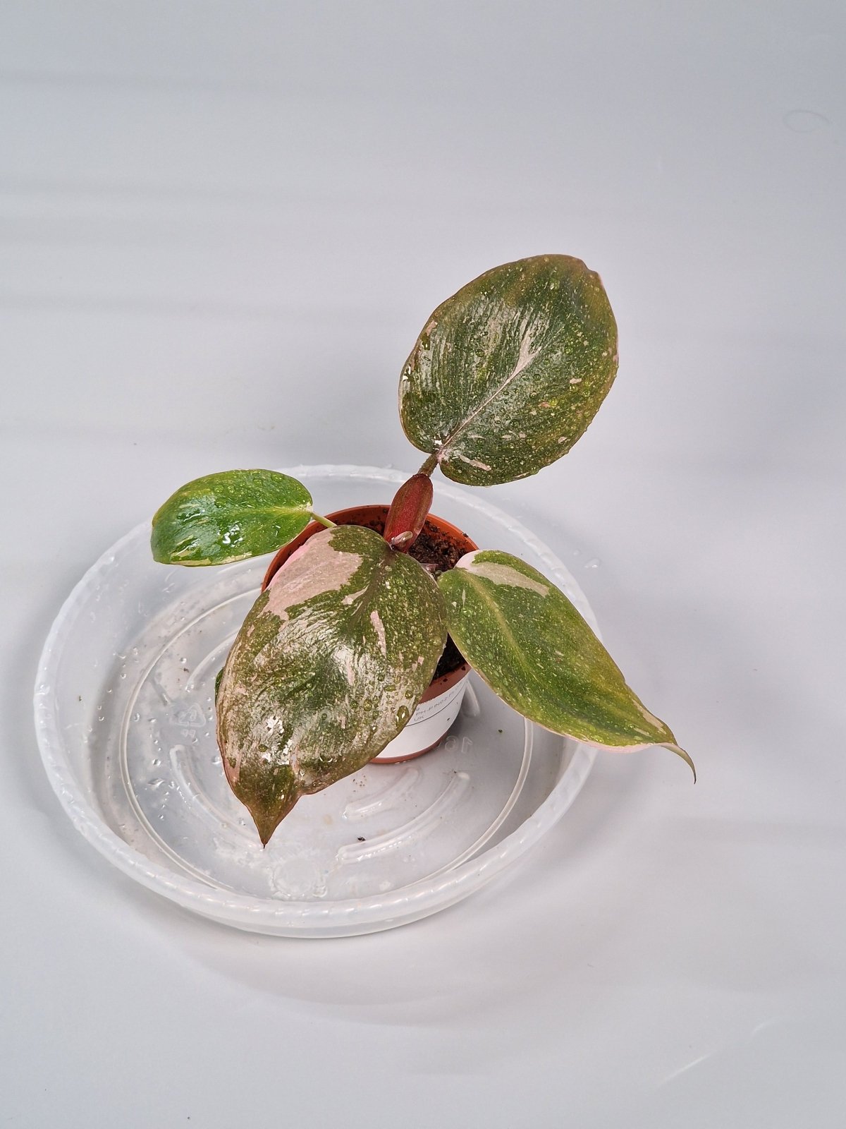 Rare Houseplants - Philodendron 'pink Princess' 6cm - B | Rare Houseplants - Odd Leaf