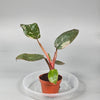 Rare Houseplants - Philodendron 'Pink Princess' - A | Rare Houseplants - Odd Leaf