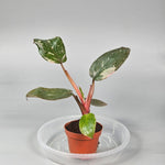 Rare Houseplants - Philodendron 'Pink Princess' - A | Rare Houseplants - Odd Leaf