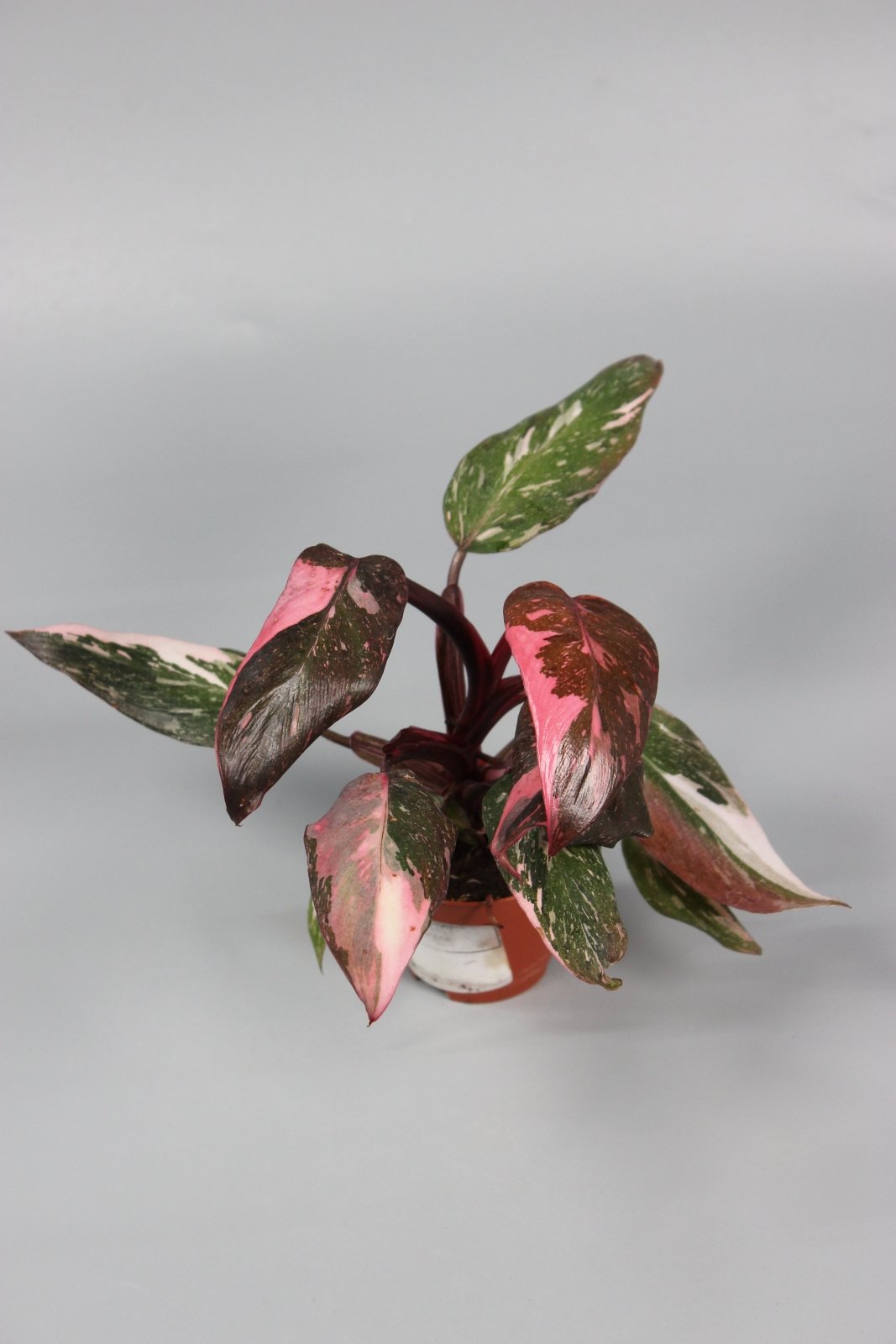 Rare Houseplants - Philodendron Pink Princess - High Variegation - Odd Leaf