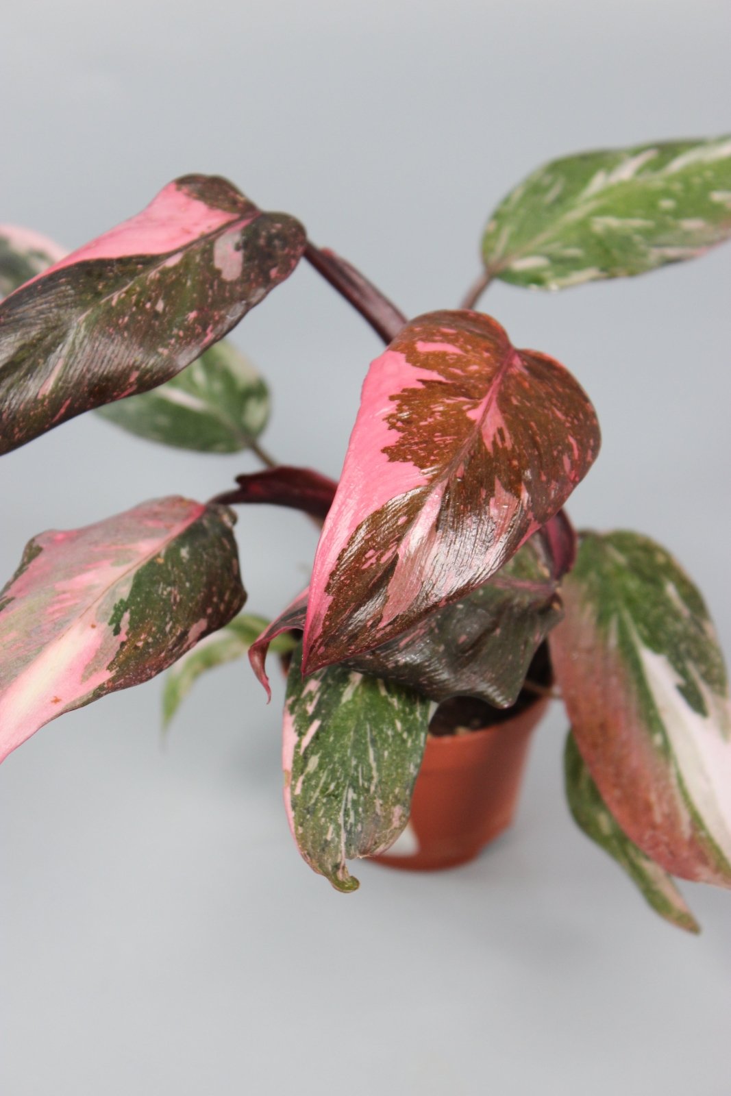 Rare Houseplants - Philodendron Pink Princess - High Variegation - Odd Leaf