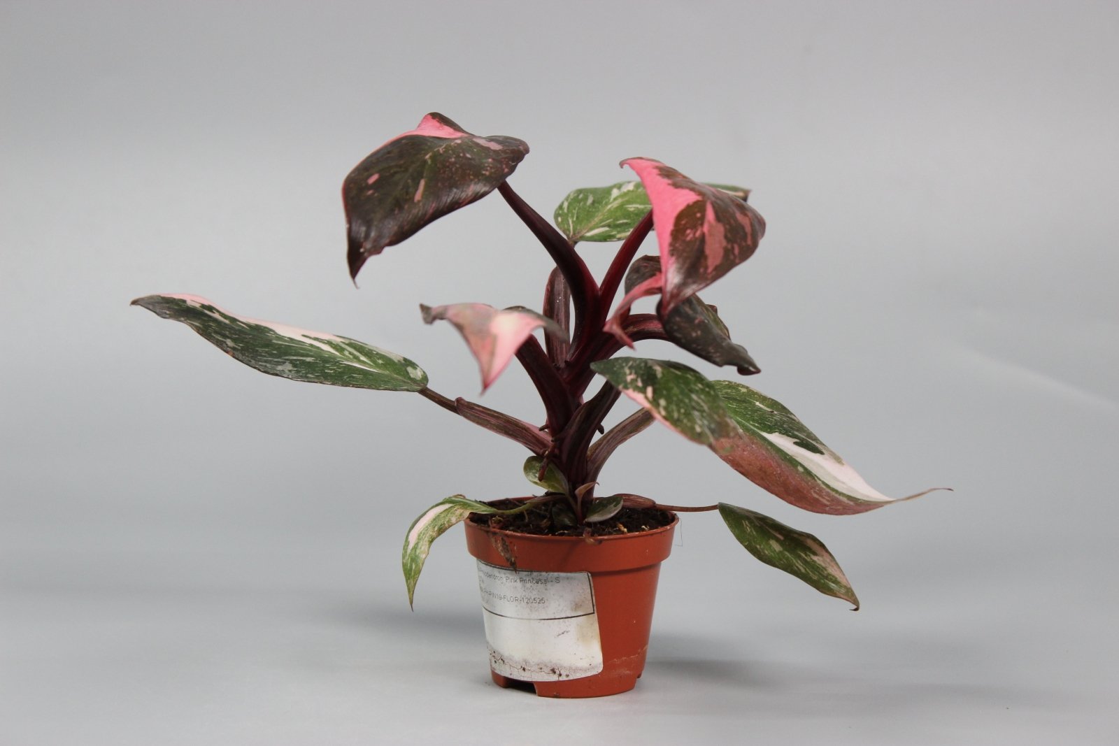 Rare Houseplants - Philodendron Pink Princess - High Variegation - Odd Leaf