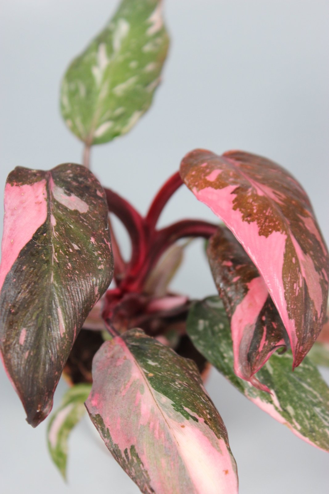 Rare Houseplants - Philodendron Pink Princess - High Variegation - Odd Leaf