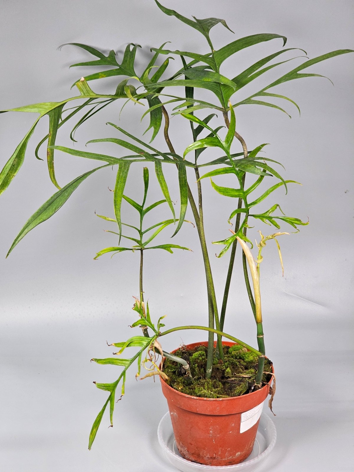 Rare Houseplants - Philodendron Polypodioides - D | Rare Houseplants - Odd Leaf
