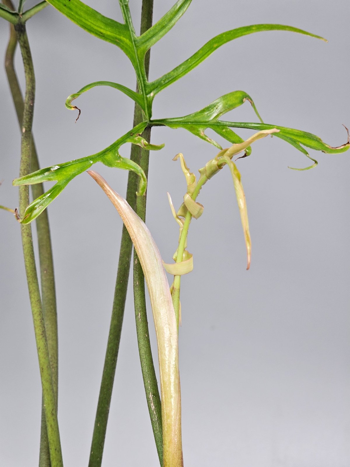 Rare Houseplants - Philodendron Polypodioides - D | Rare Houseplants - Odd Leaf