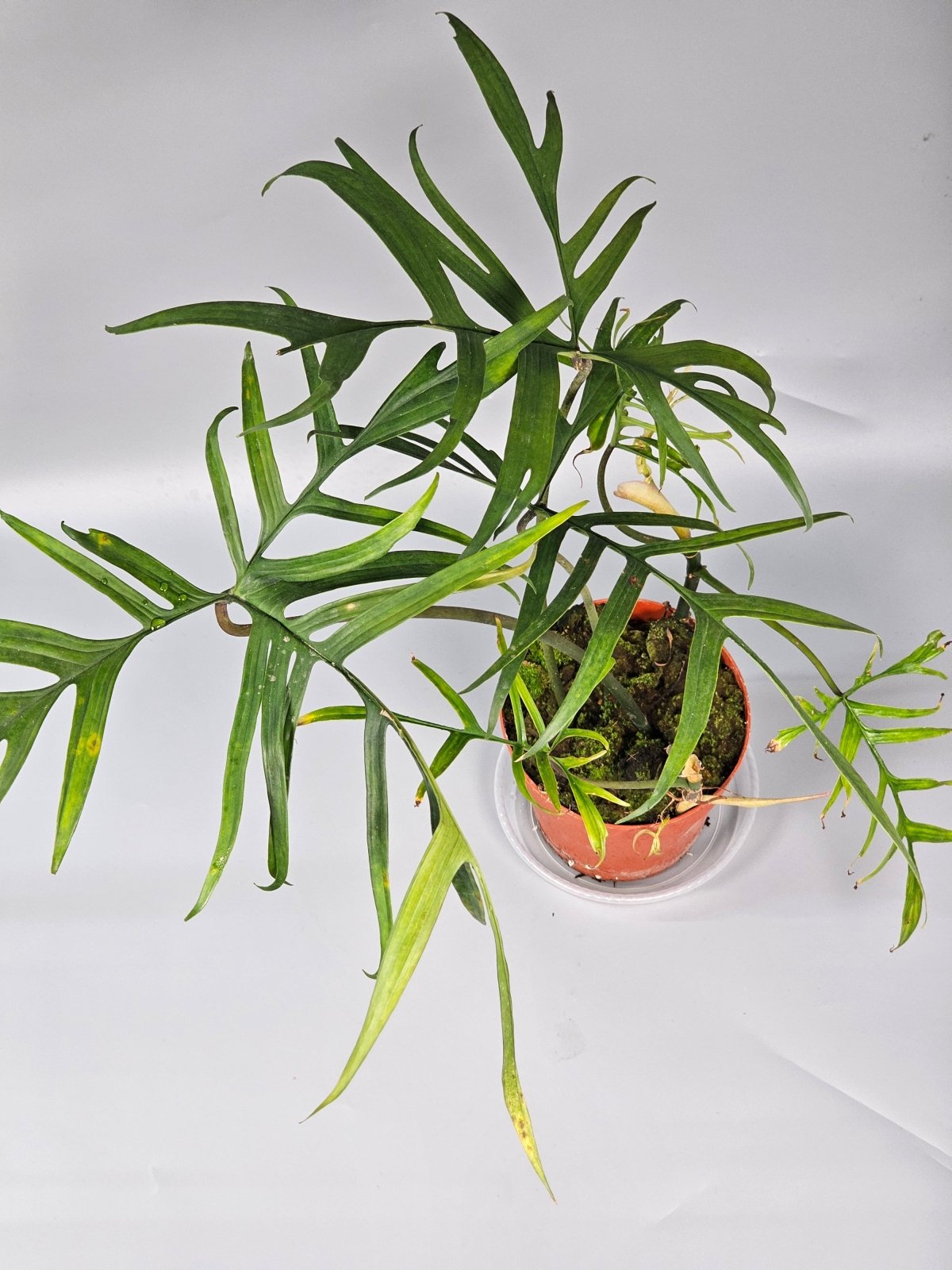 Rare Houseplants - Philodendron Polypodioides - D | Rare Houseplants - Odd Leaf