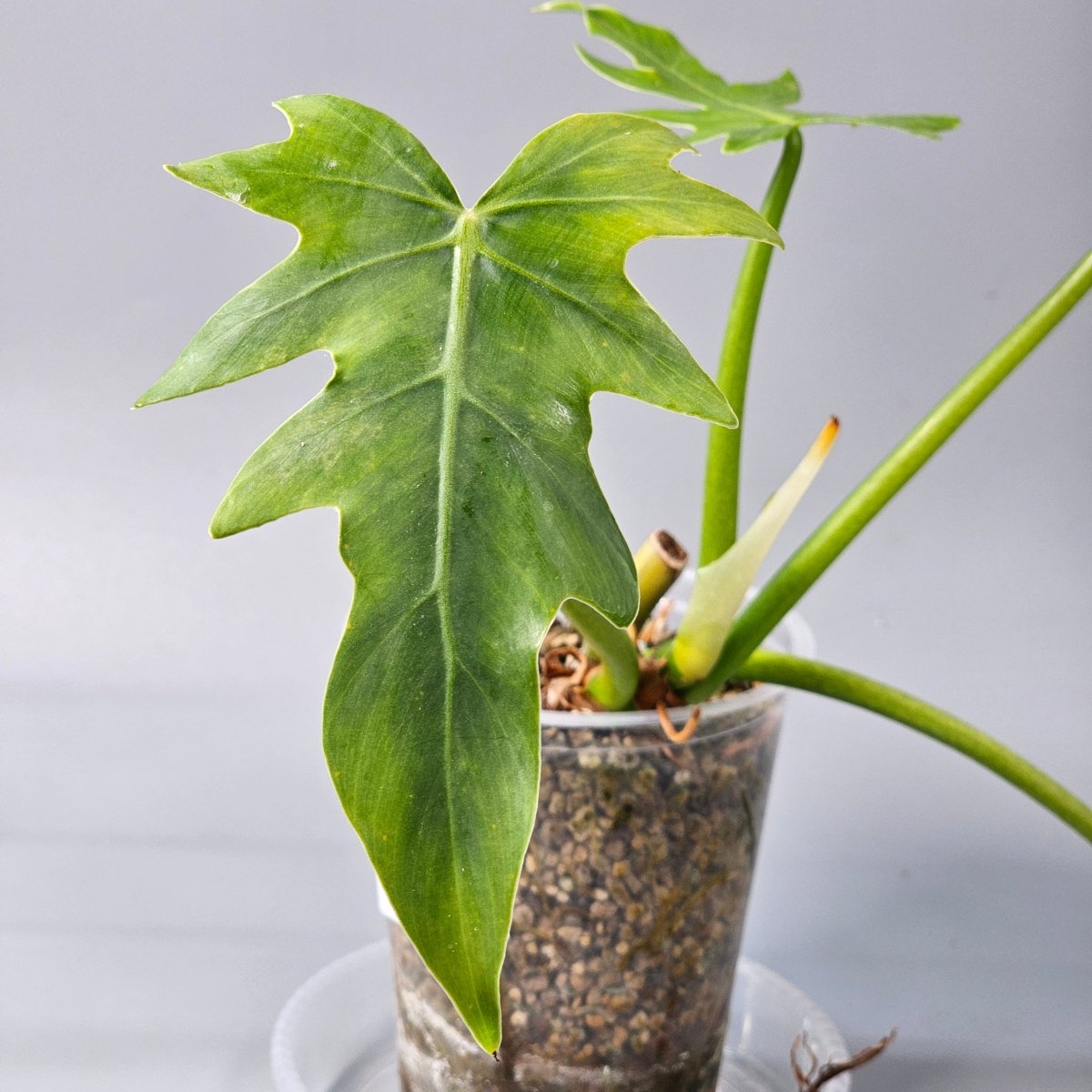 Rare Houseplants - Philodendron Radiatum 1 11cm - Odd Leaf