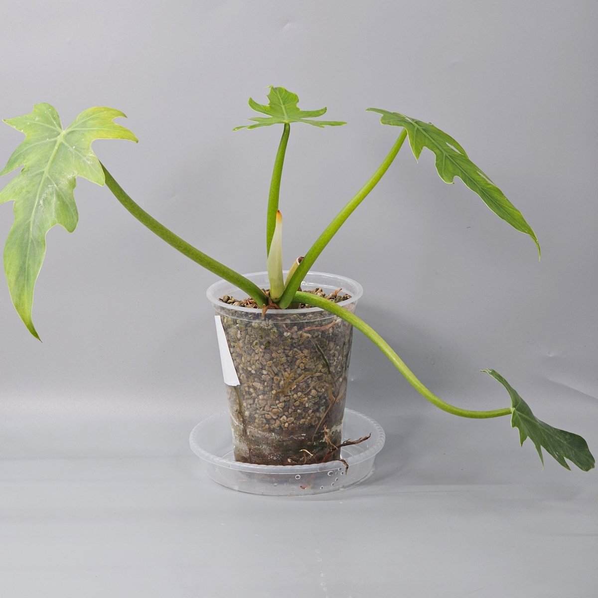 Rare Houseplants - Philodendron Radiatum 1 11cm - Odd Leaf