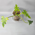 Rare Houseplants - Philodendron Radiatum 1 11cm - Odd Leaf