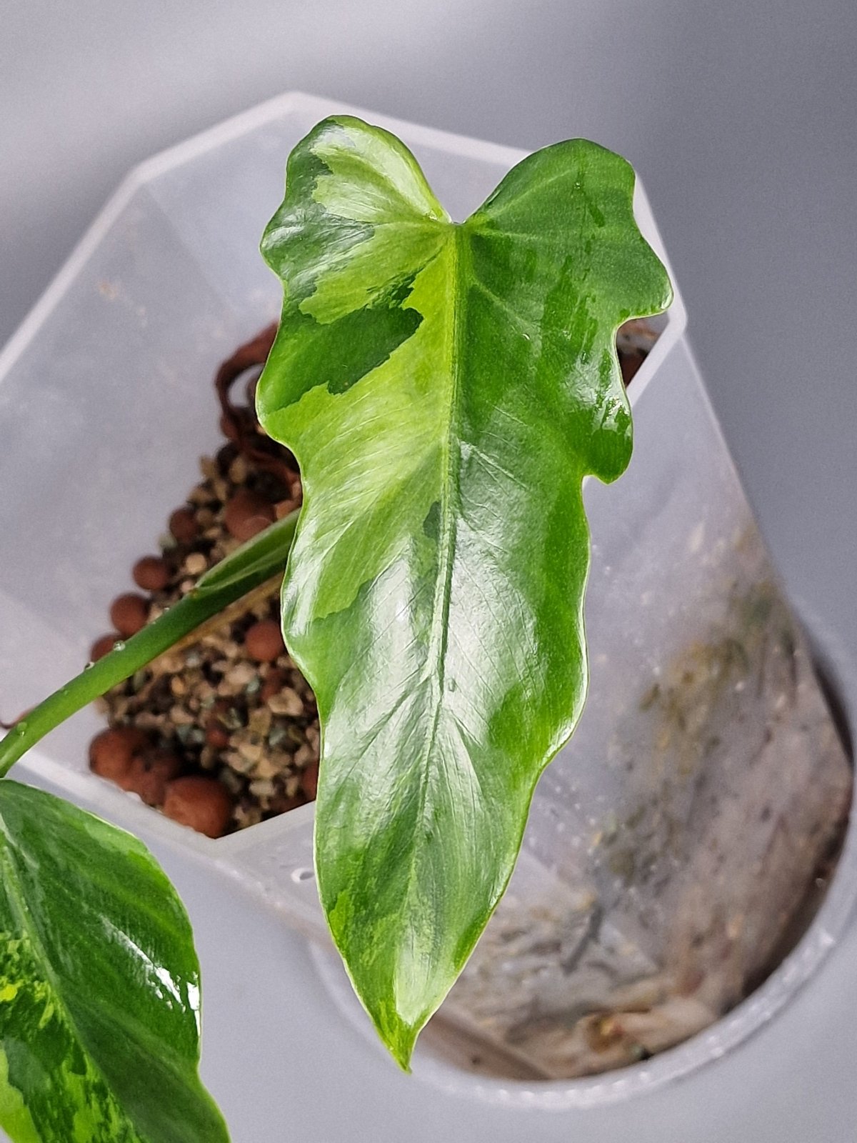 Rare Houseplants - Philodendron Radiatum Variegated | Rare Houseplants - Odd Leaf
