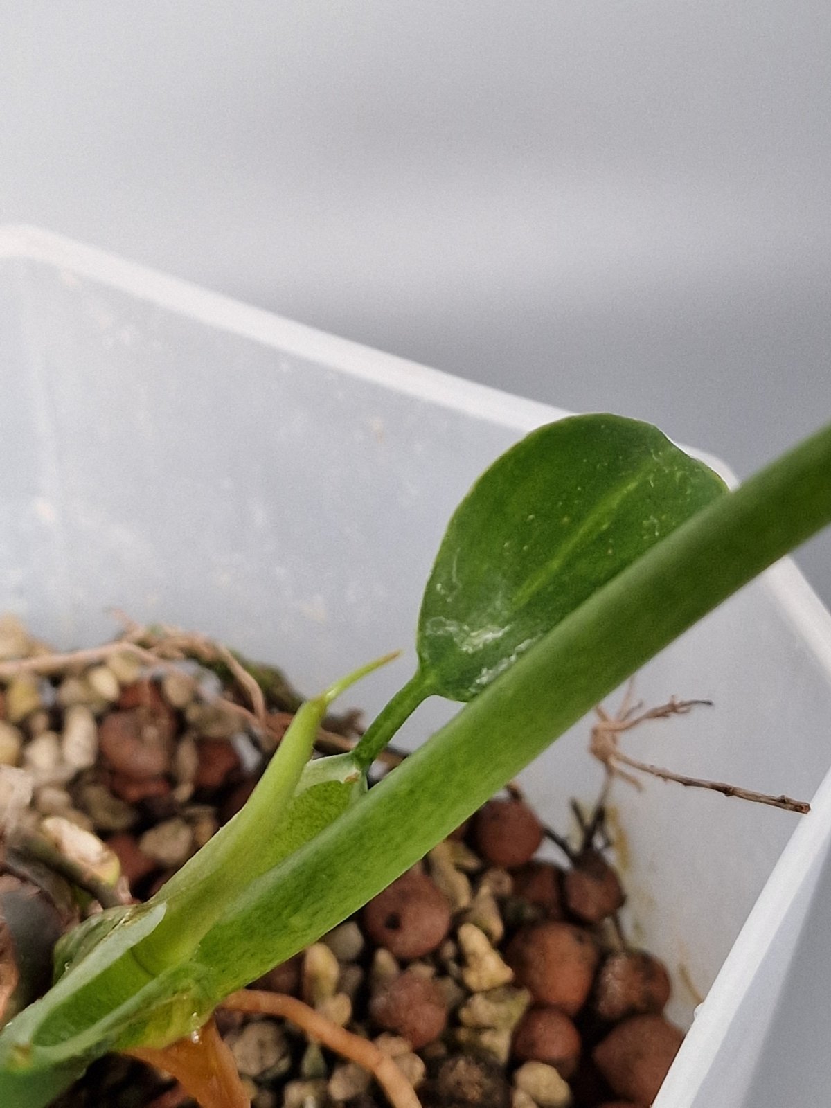 Rare Houseplants - Philodendron Radiatum Variegated | Rare Houseplants - Odd Leaf