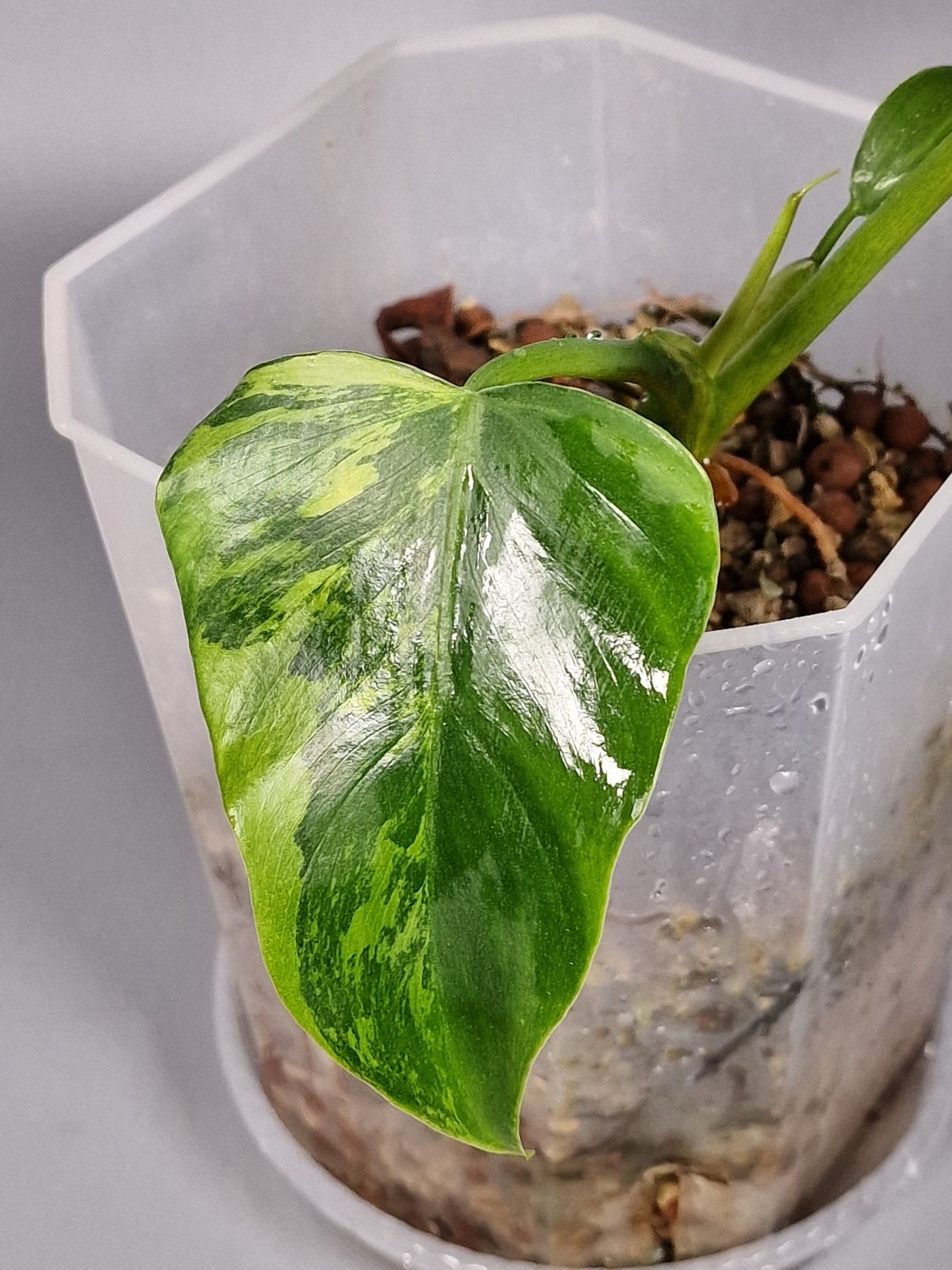 Rare Houseplants - Philodendron Radiatum Variegated | Rare Houseplants - Odd Leaf