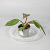 Rare Houseplants - Philodendron red anderson - A - Odd Leaf