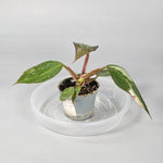 Rare Houseplants - Philodendron red anderson - A - Odd Leaf