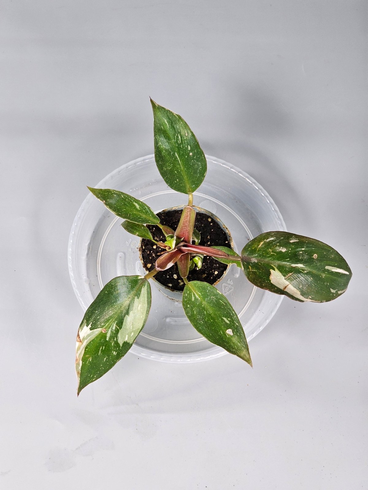 Rare Houseplants - Philodendron red anderson - A - Odd Leaf
