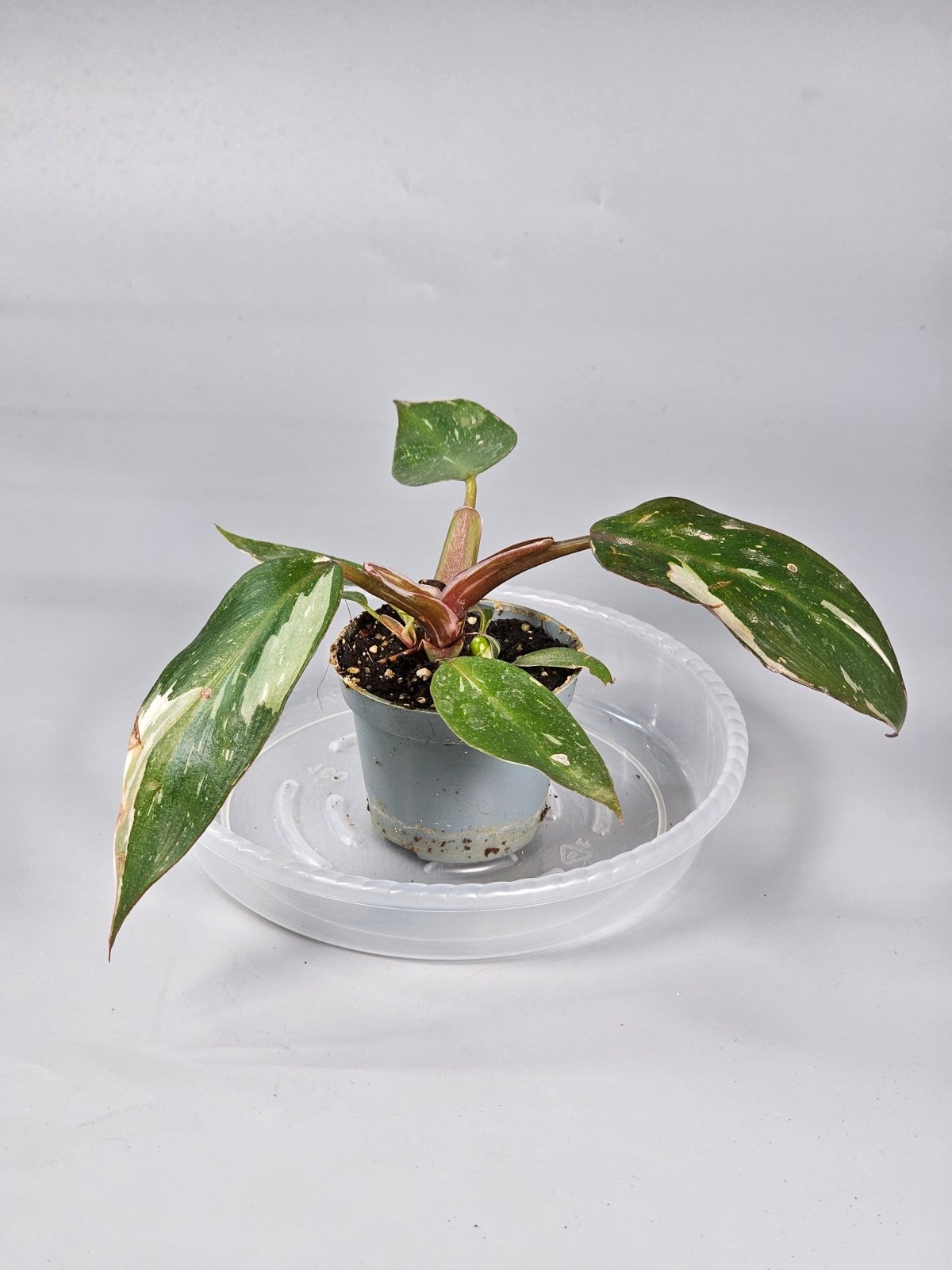 Rare Houseplants - Philodendron red anderson - A - Odd Leaf