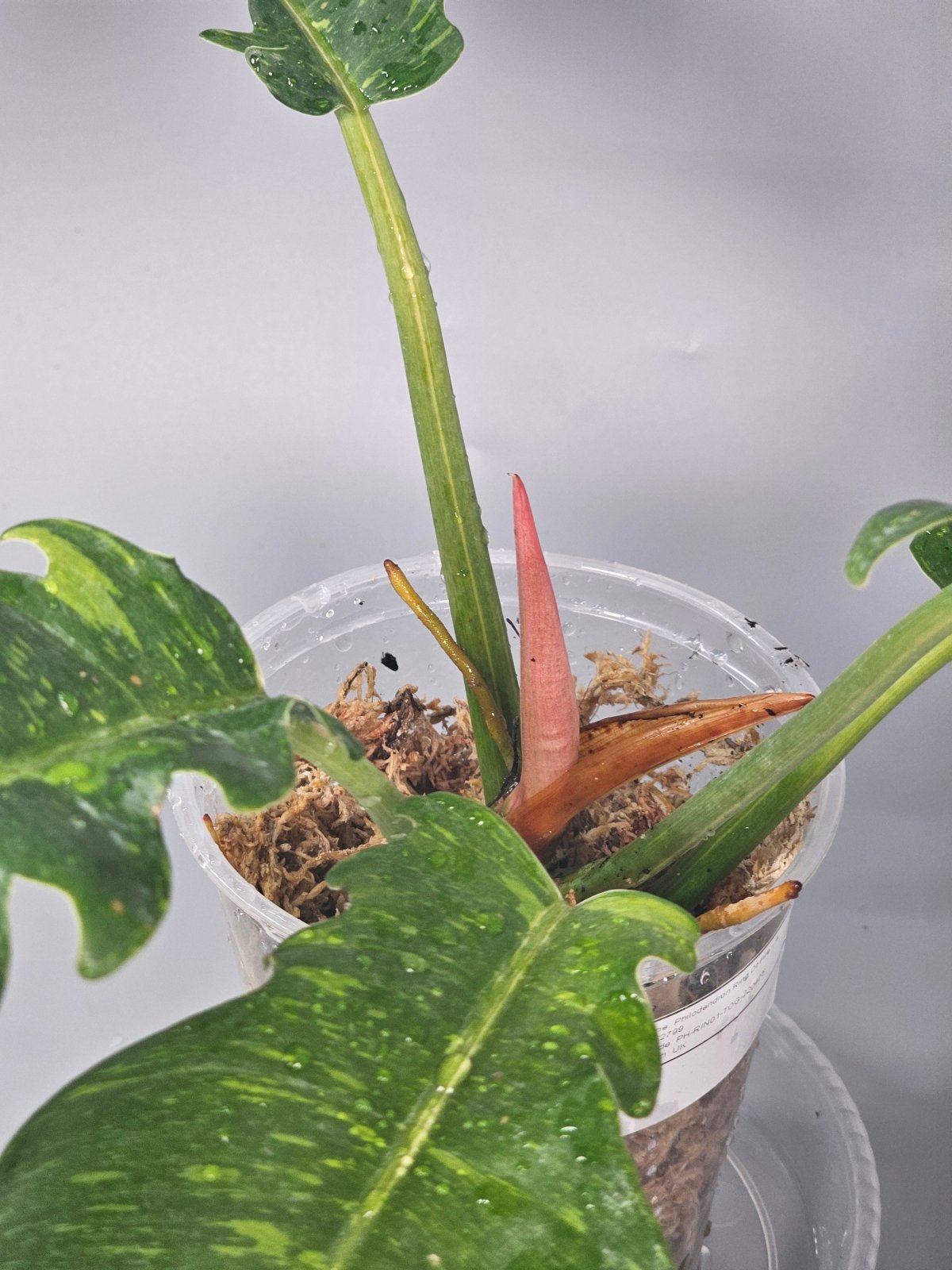 Rare Houseplants - Philodendron Ring Of Fire - A | Rare Houseplants - Odd Leaf