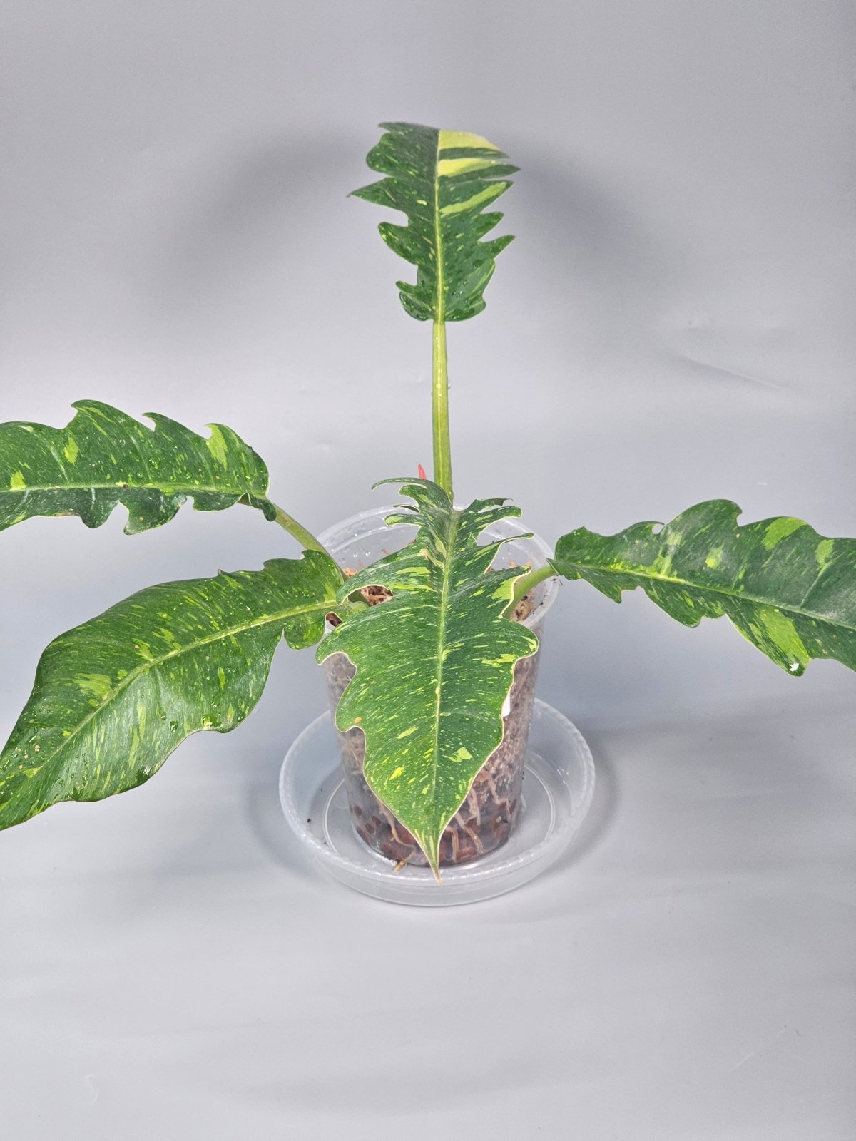 Rare Houseplants - Philodendron Ring Of Fire - A | Rare Houseplants - Odd Leaf