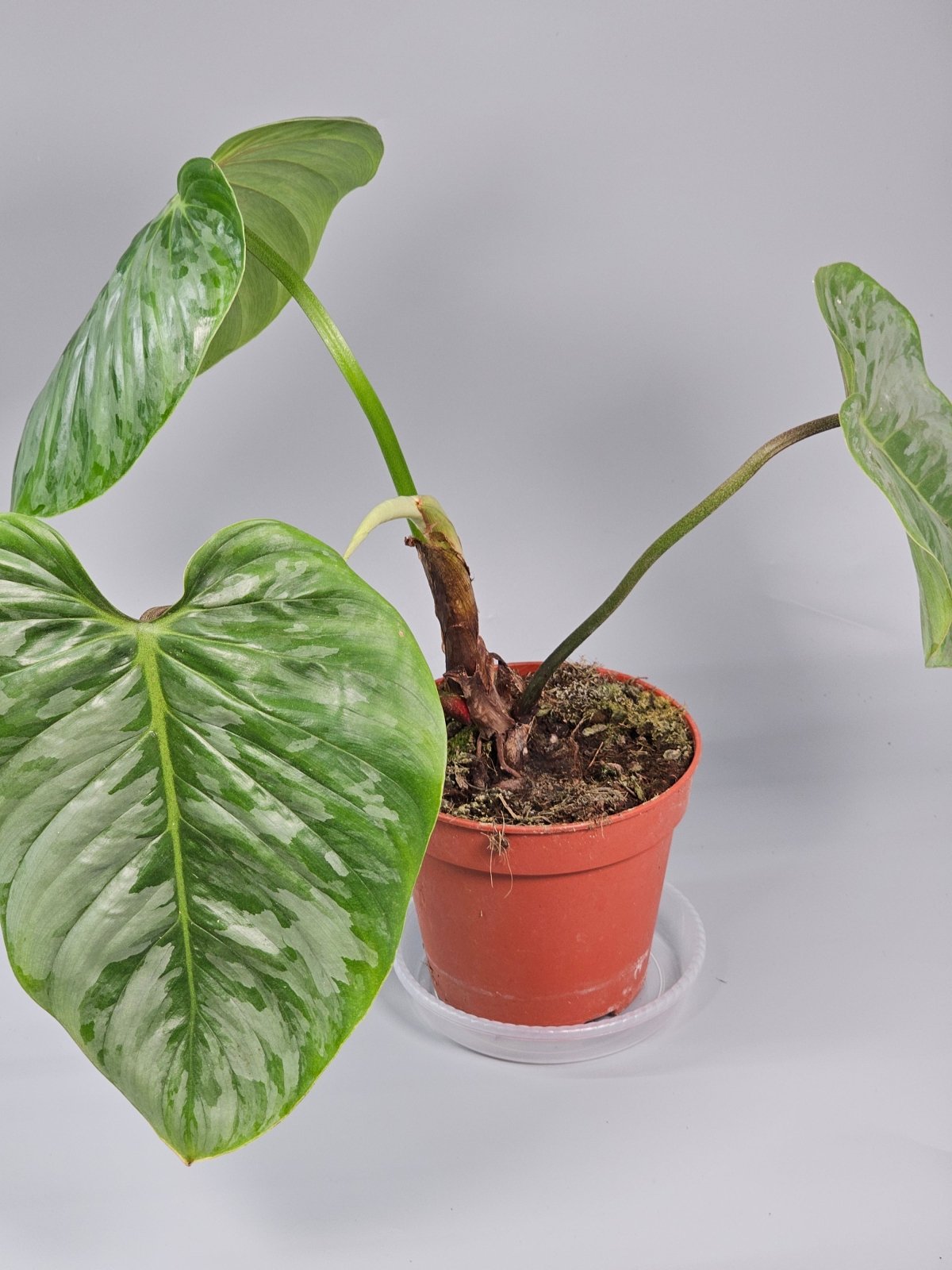 Rare Houseplants - Philodendron Sodiroi - B | Rare Houseplants - Odd Leaf