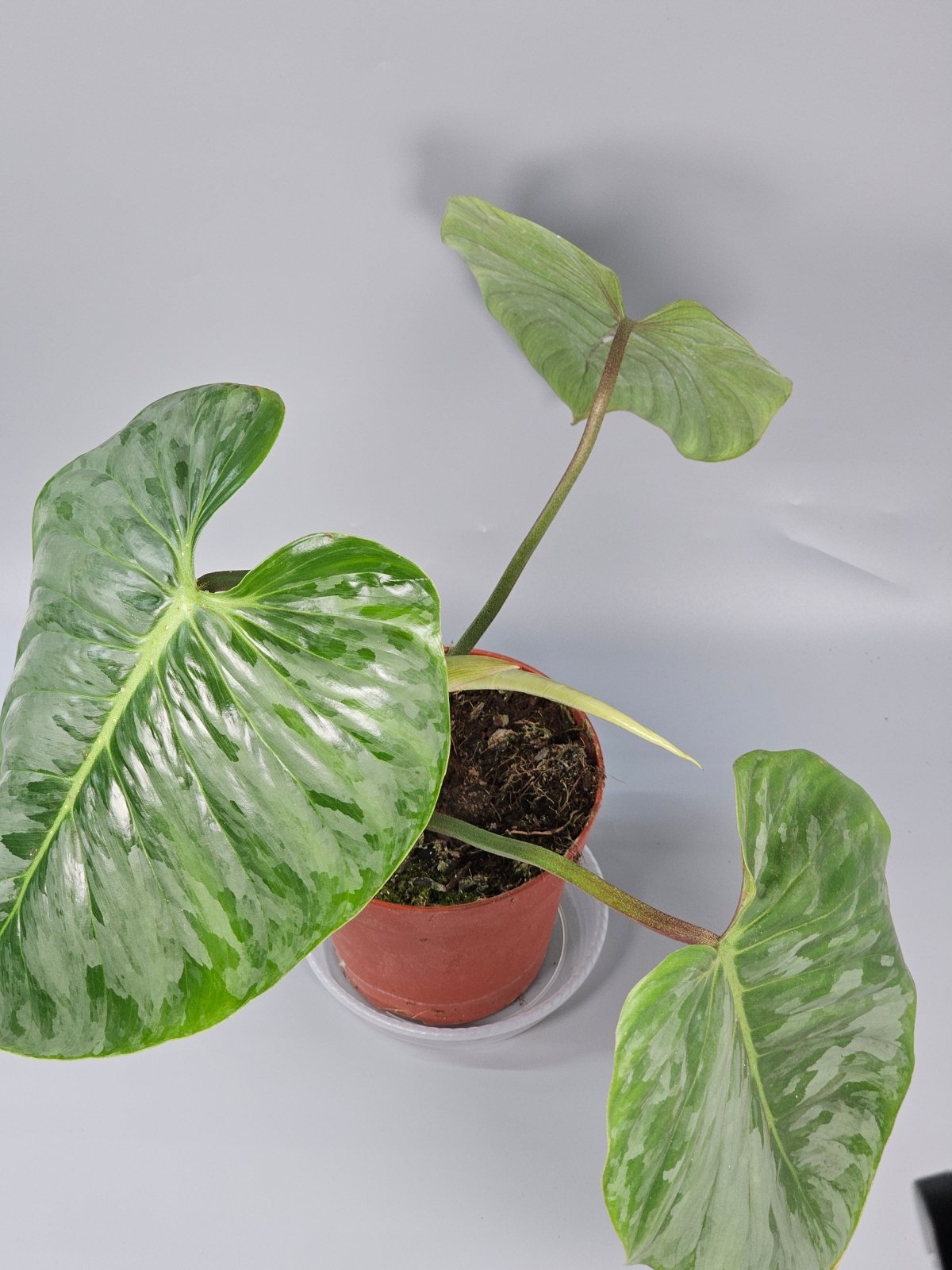 Rare Houseplants - Philodendron Sodiroi - B | Rare Houseplants - Odd Leaf