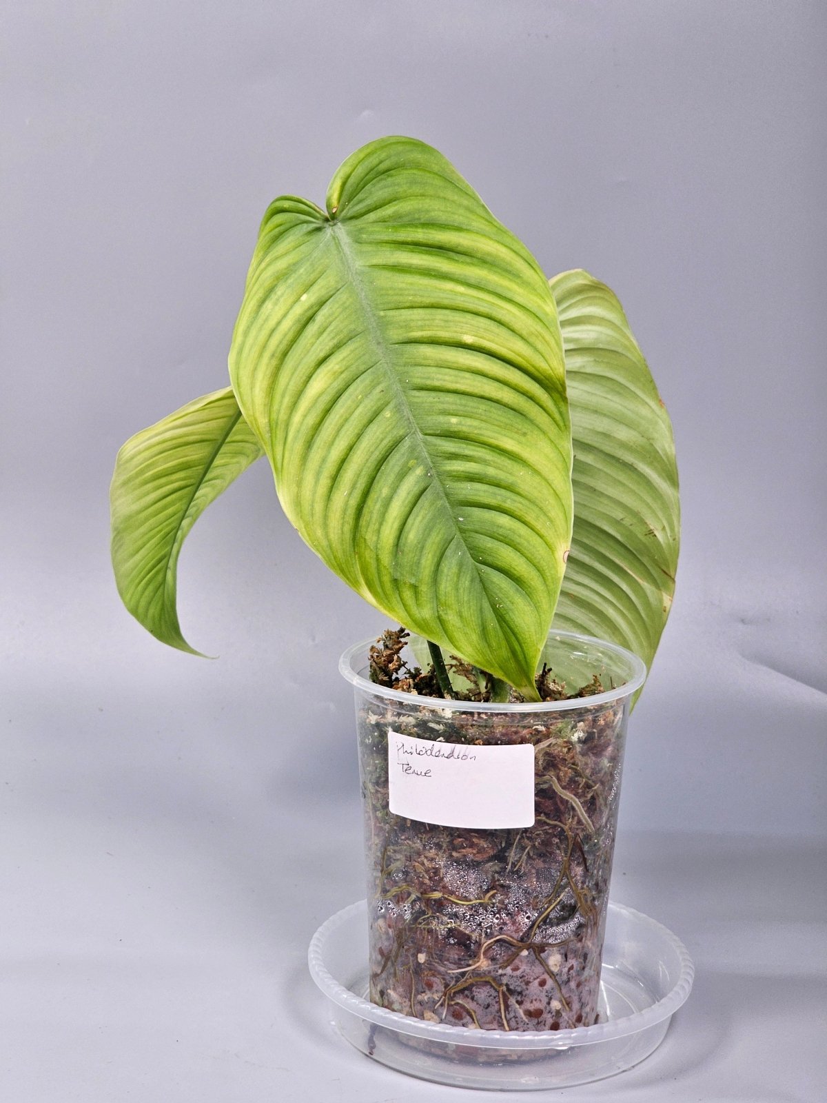 Rare Houseplants - Philodendron Tenue - A | Rare Houseplants - Odd Leaf