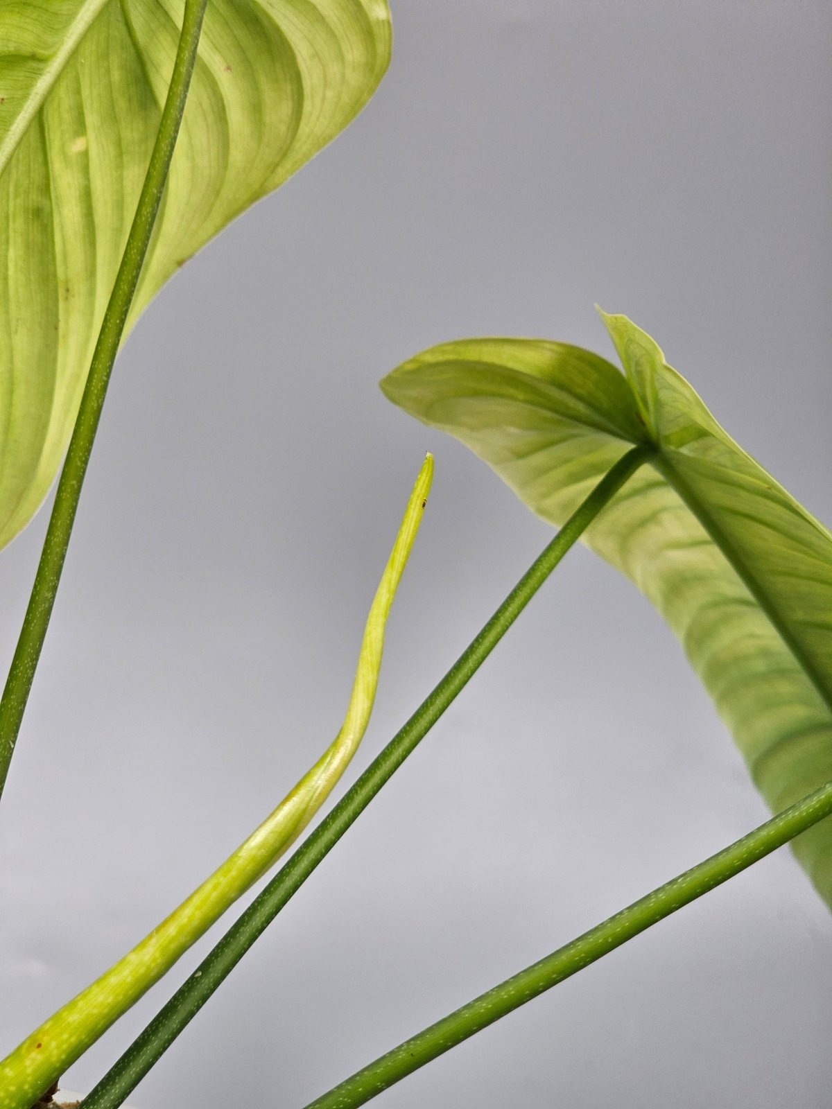 Rare Houseplants - Philodendron Tenue - A | Rare Houseplants - Odd Leaf