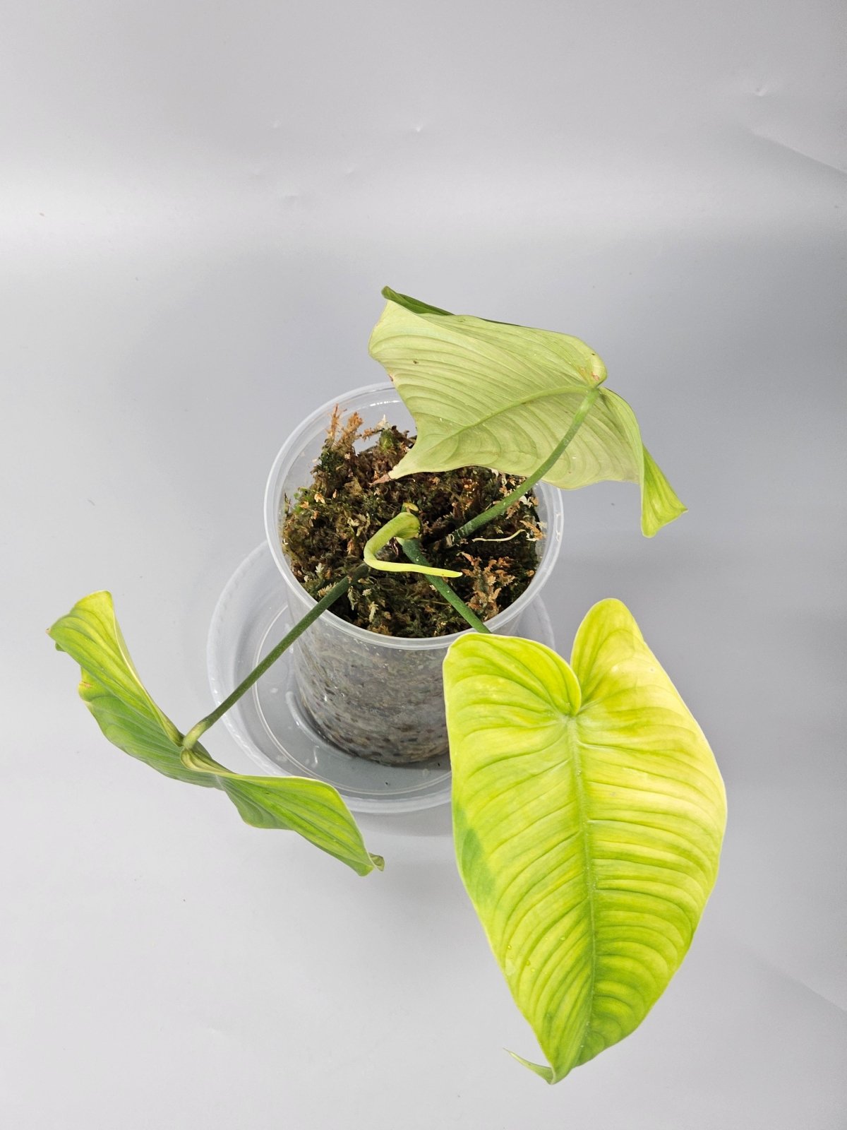 Rare Houseplants - Philodendron Tenue - A | Rare Houseplants - Odd Leaf