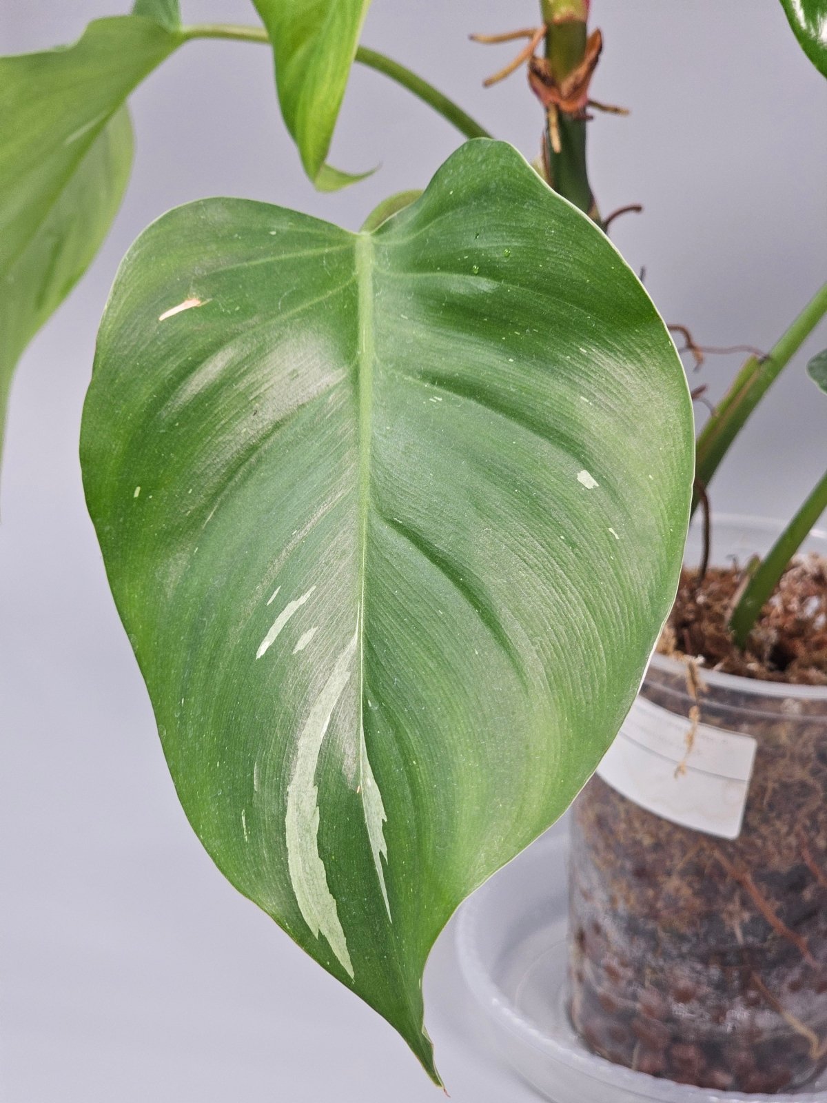 Rare Houseplants - Philodendron White Princess - A | Rare Houseplants - Odd Leaf