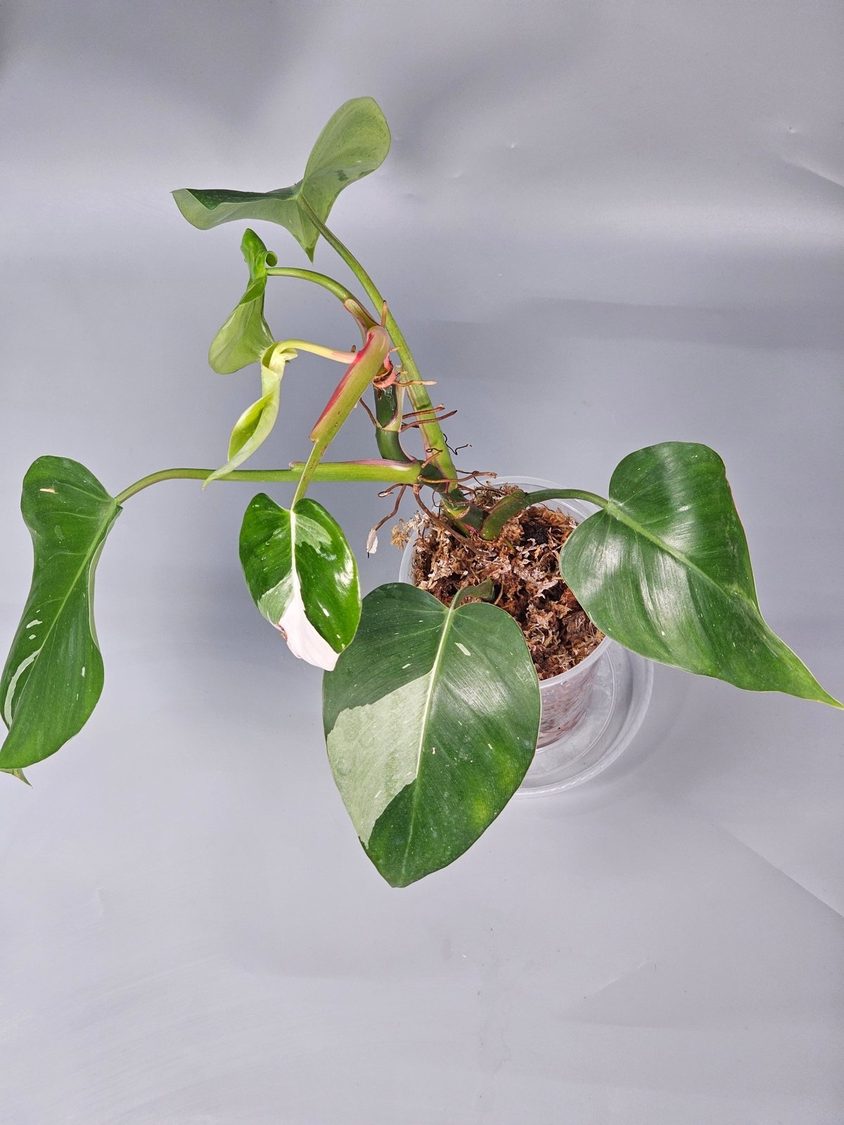 Rare Houseplants - Philodendron White Princess - A | Rare Houseplants - Odd Leaf