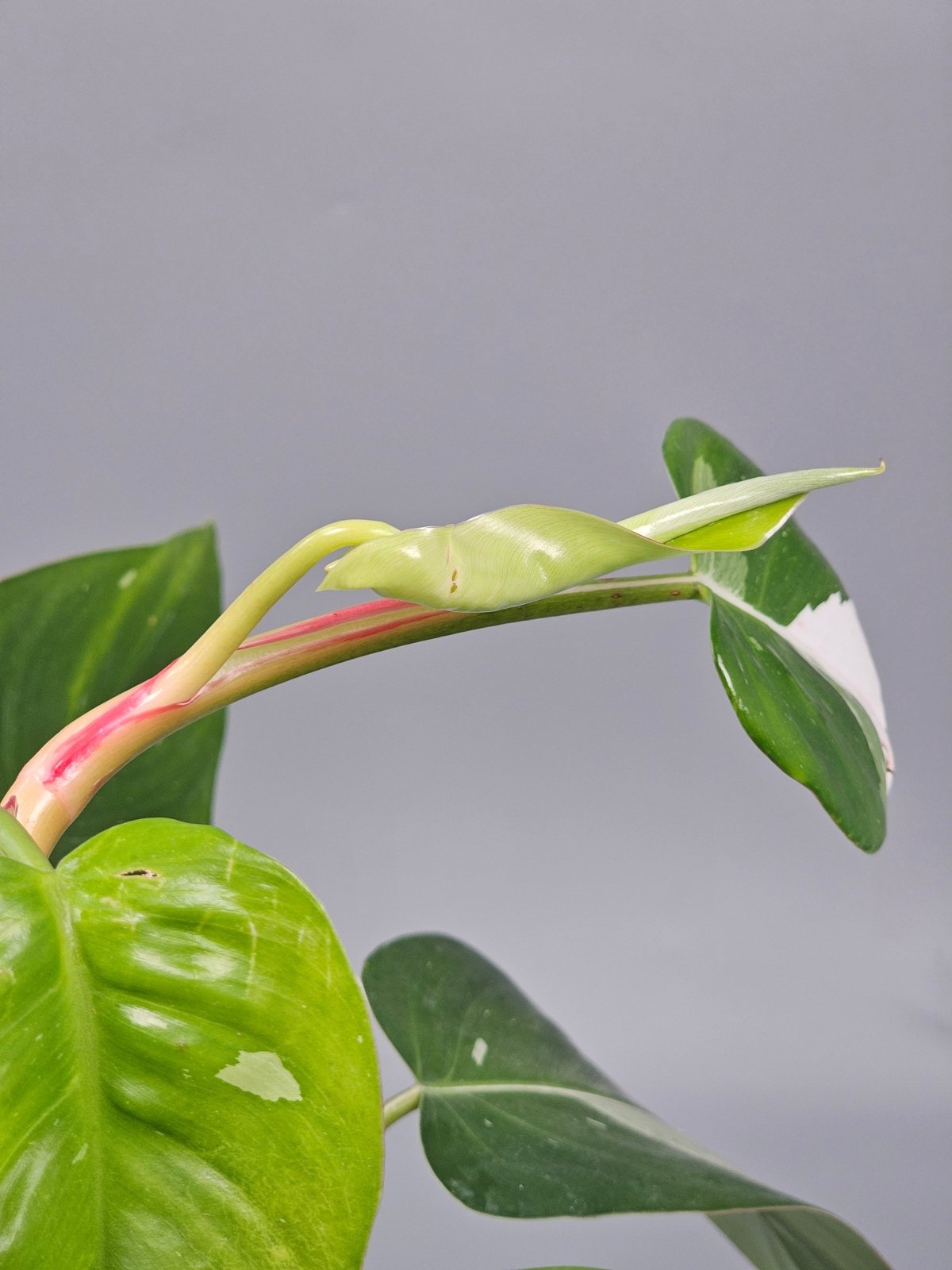 Rare Houseplants - Philodendron White Princess - A | Rare Houseplants - Odd Leaf