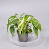 Philodendron 'Jose Buono' L