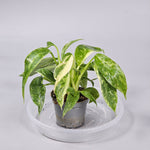 Philodendron 'Jose Buono' L