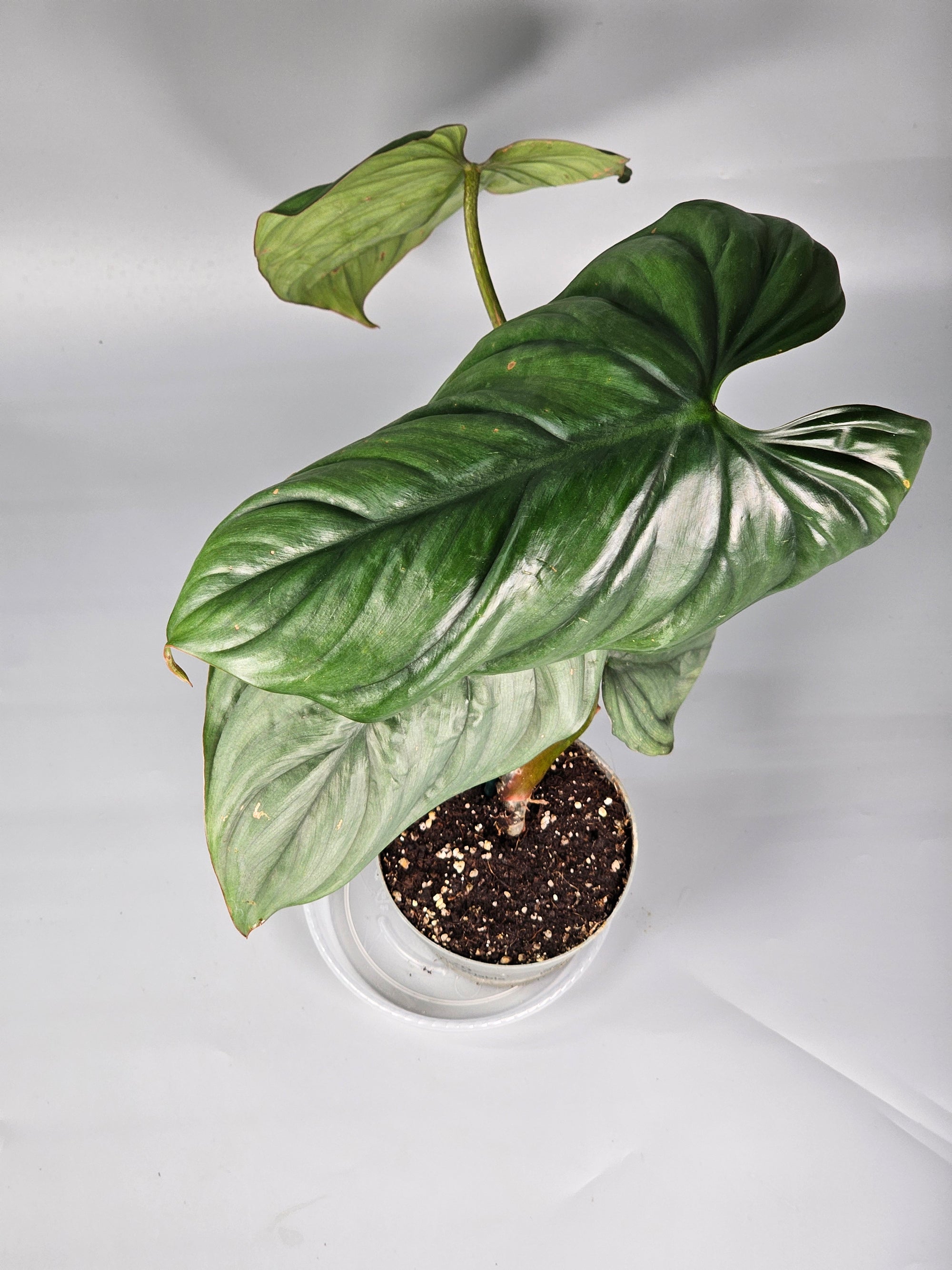 Philodendron Sp Colombia - G | Rare Houseplants