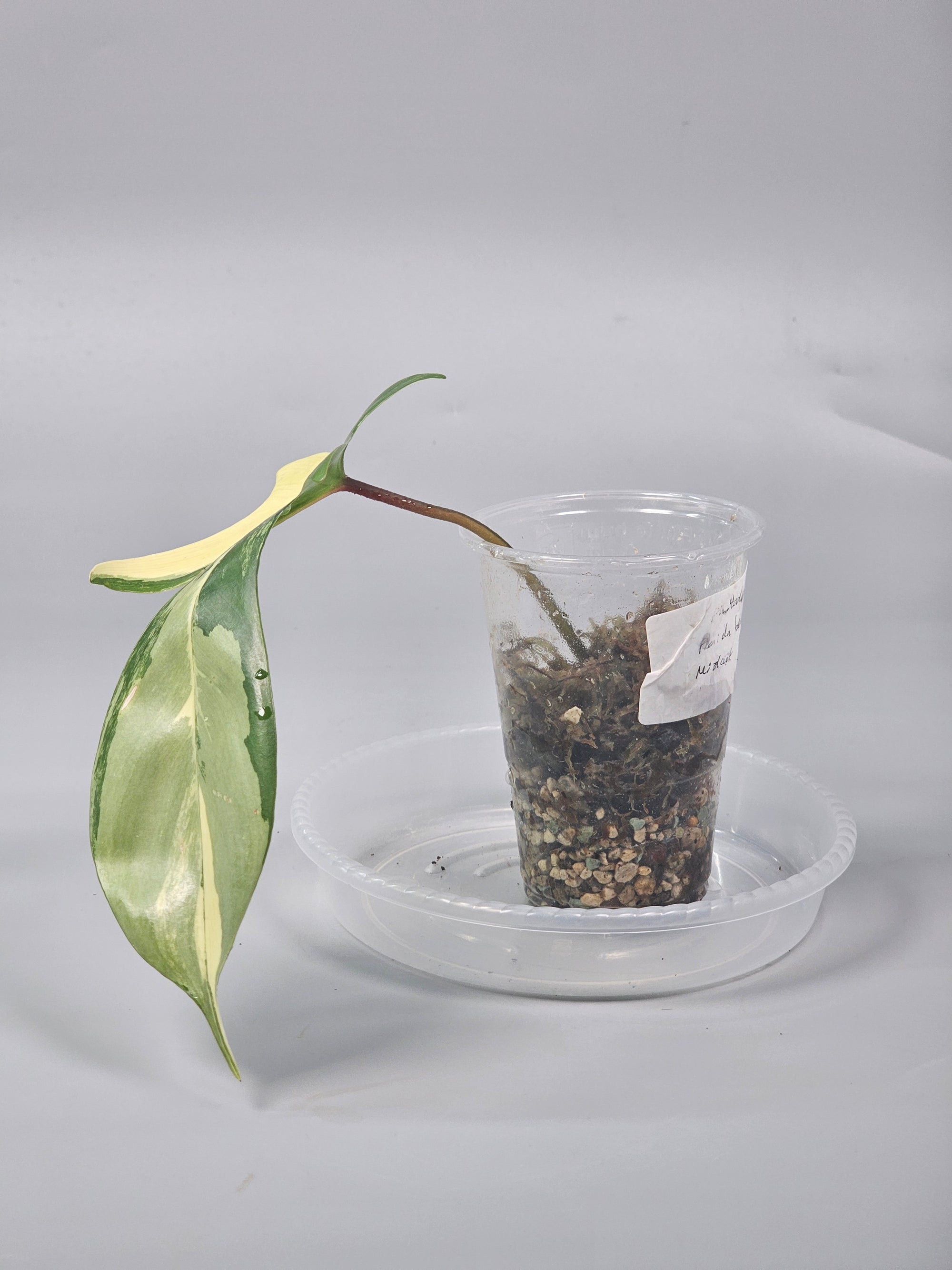 Philodendron Florida Beauty Midcut - A | Rare Houseplants
