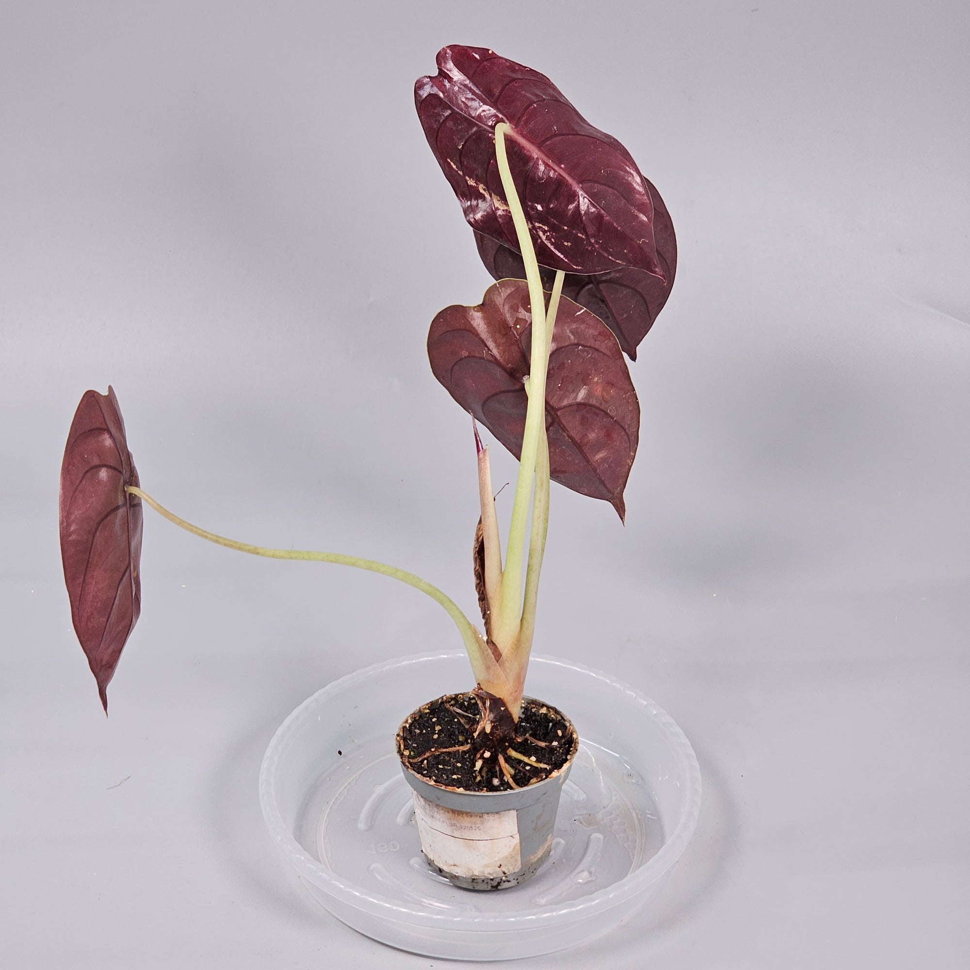 Alocasia Cuprea 'Red Secret' - C