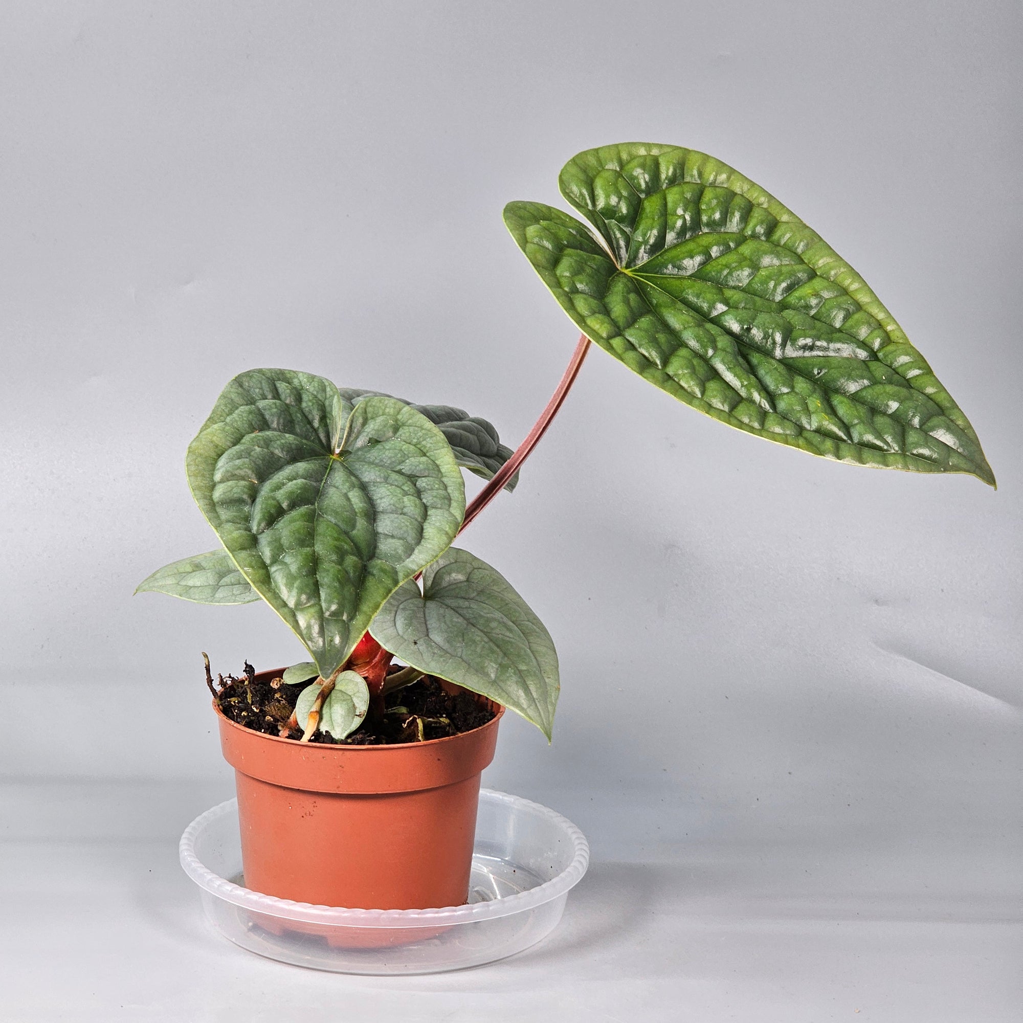 Anthurium Luxurians 1