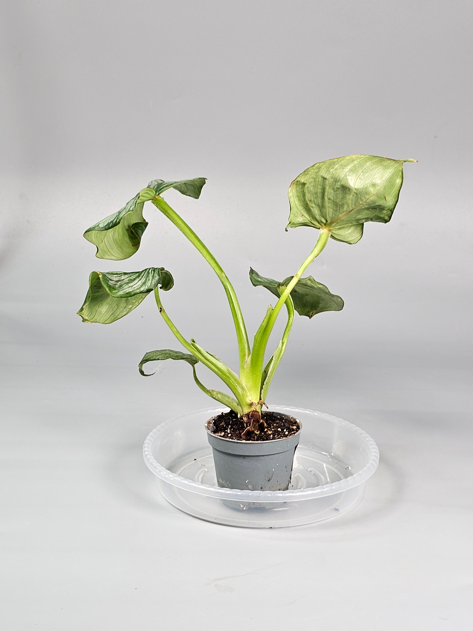 Philodendron Mamei - J | Rare Houseplants