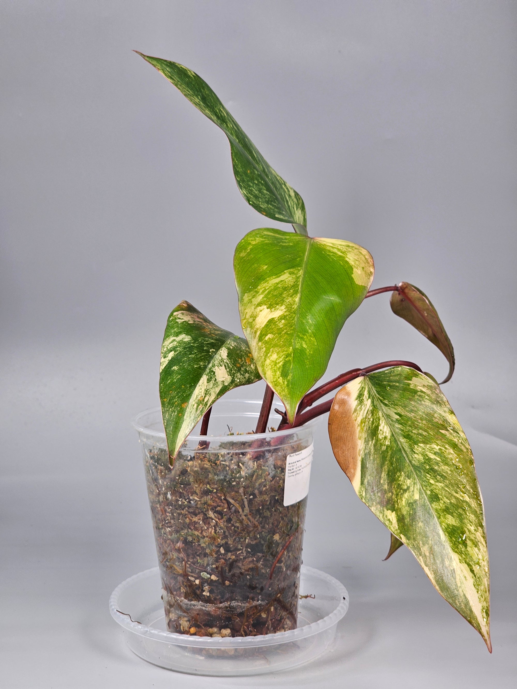 Philodendron Strawberry Shake (Erubescens Red Emerald Marbled) - B | Rare Houseplants