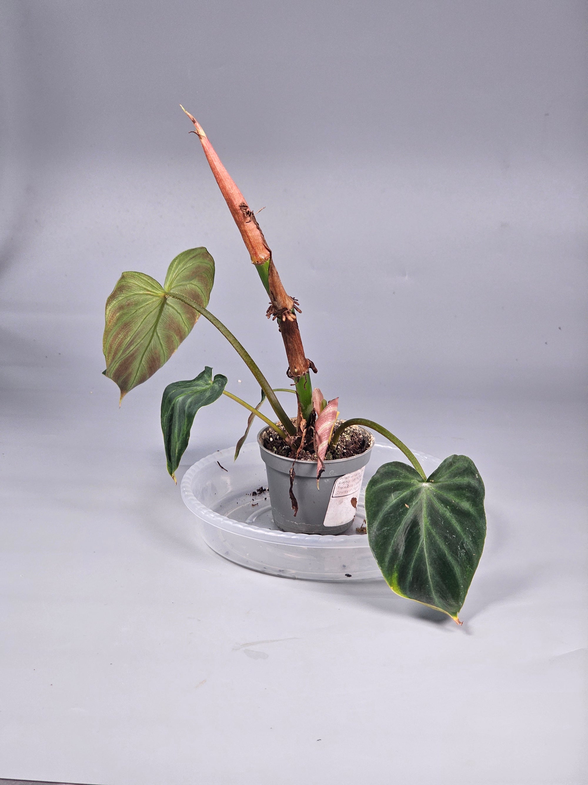Philodendron Verrucosum - L | Rare Houseplants