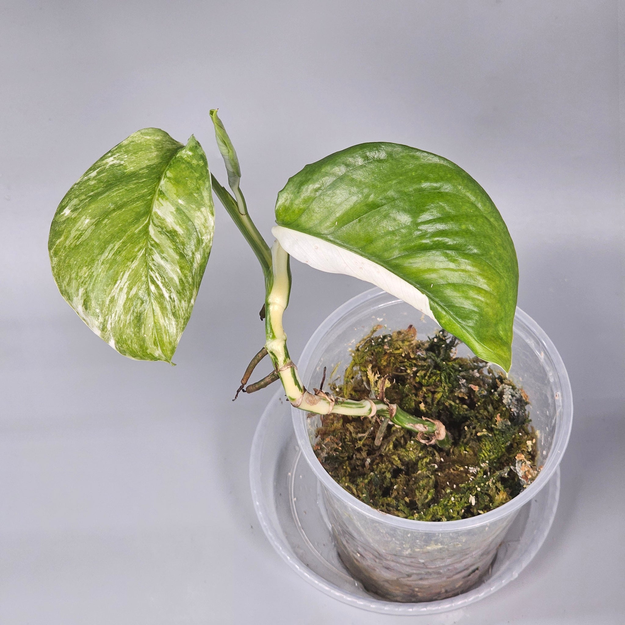Monstera Lechleriana Variegated