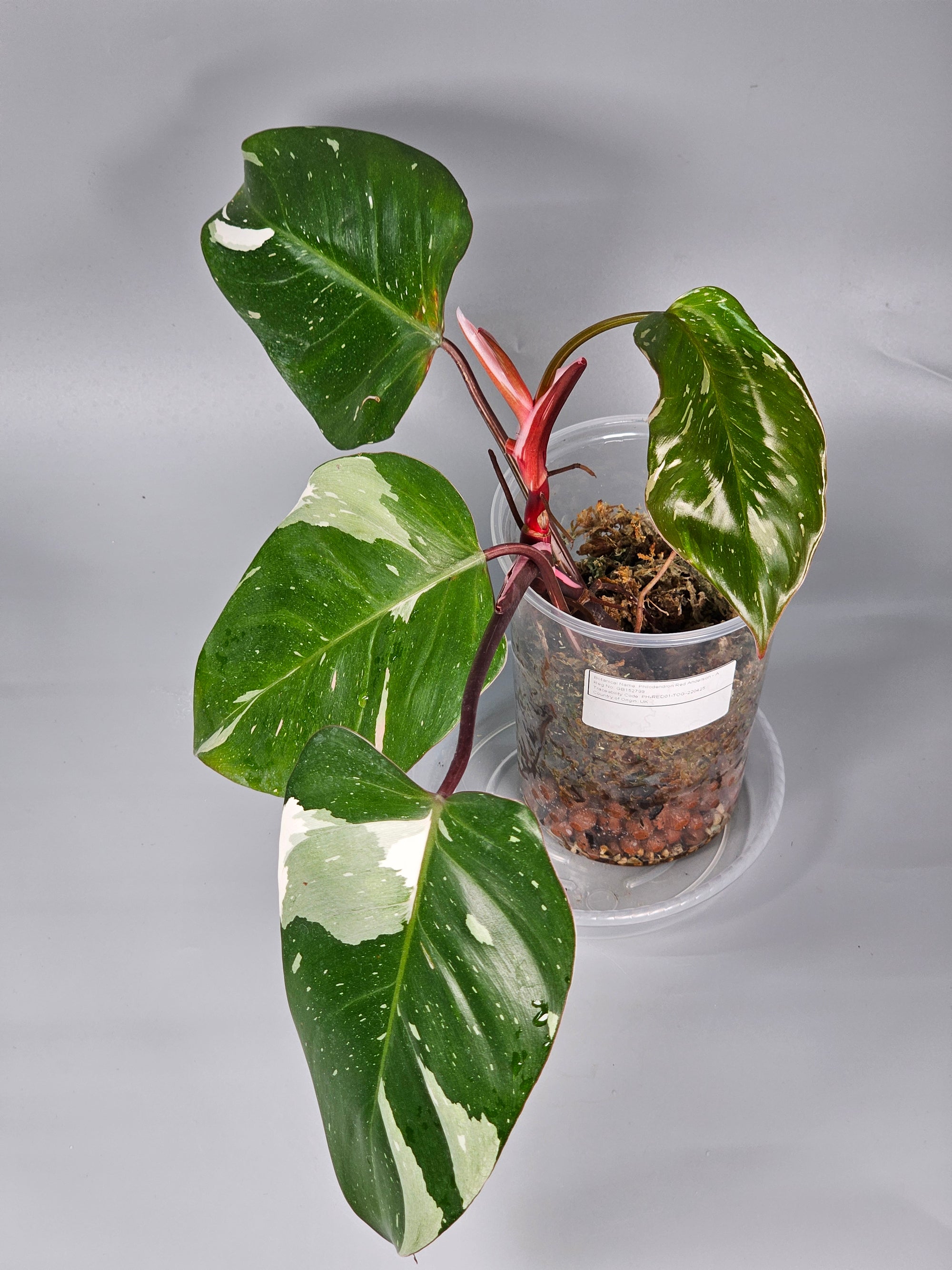 Philodendron 'red Anderson' - A | Rare Houseplants