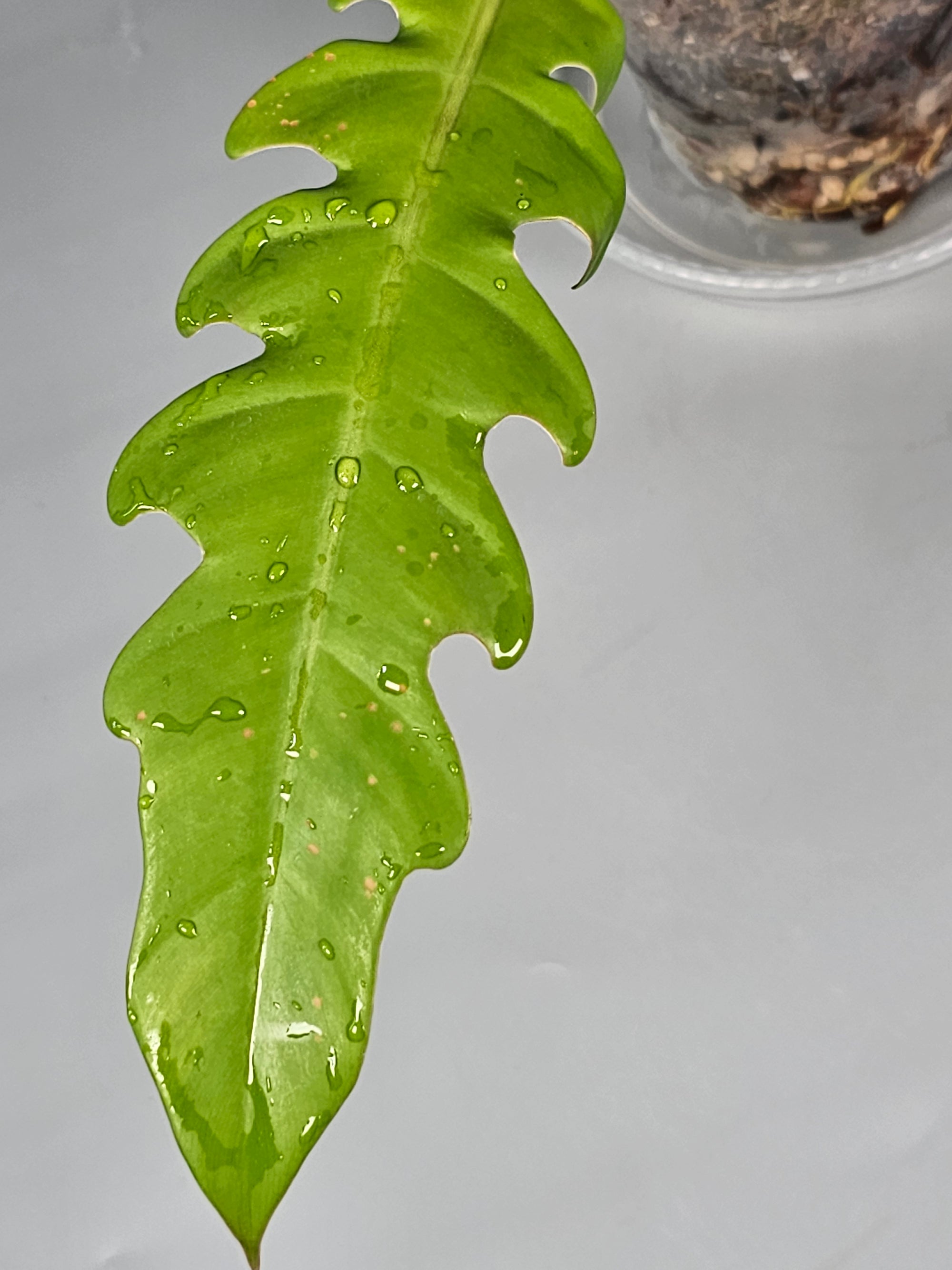 Philodendron Golden Crocodile - B | Rare Houseplants