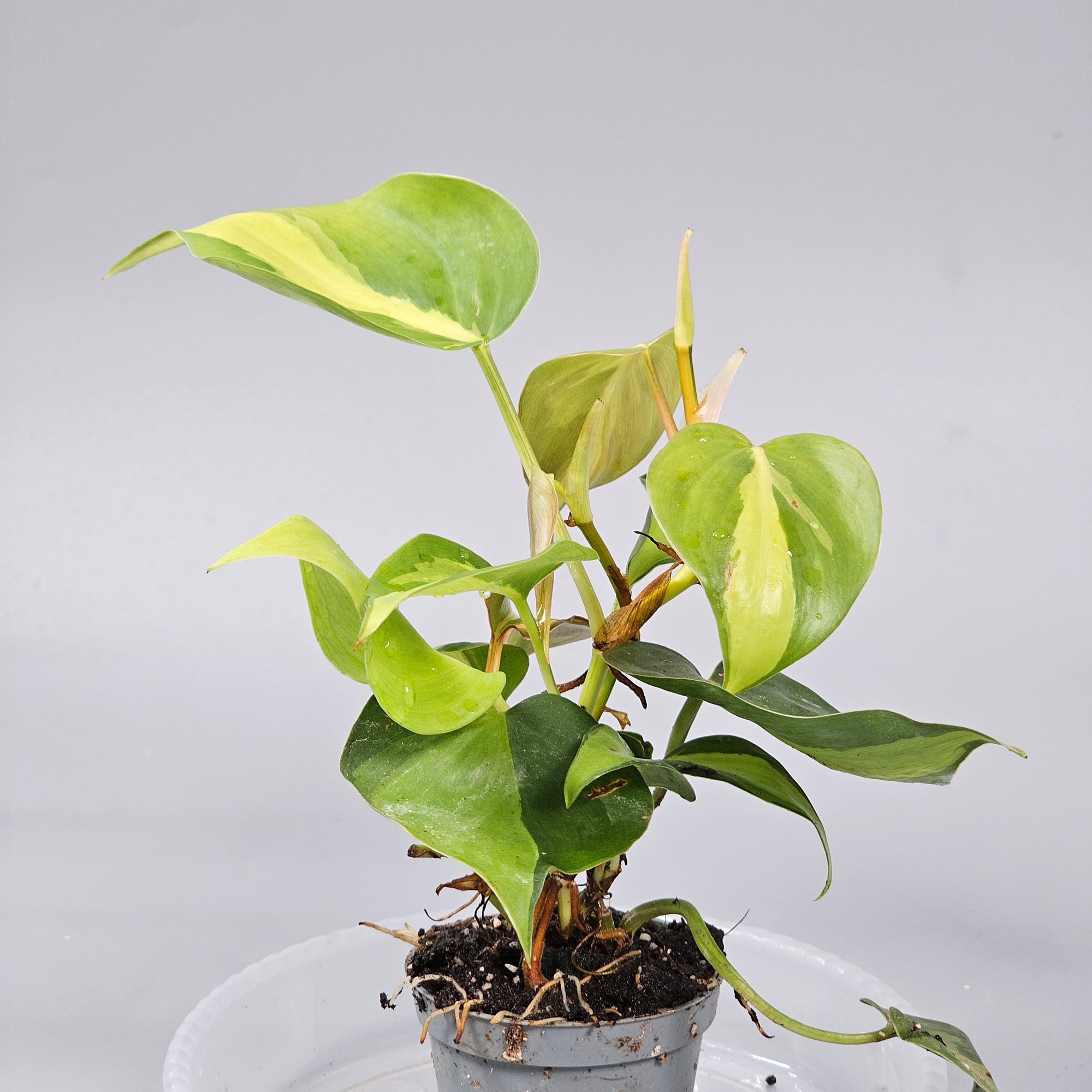 Philodendron Scandens Brasil