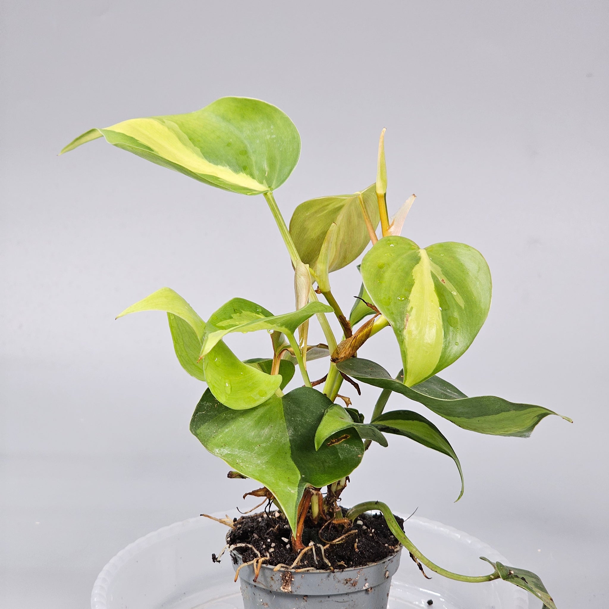 Philodendron Scandens Brasil